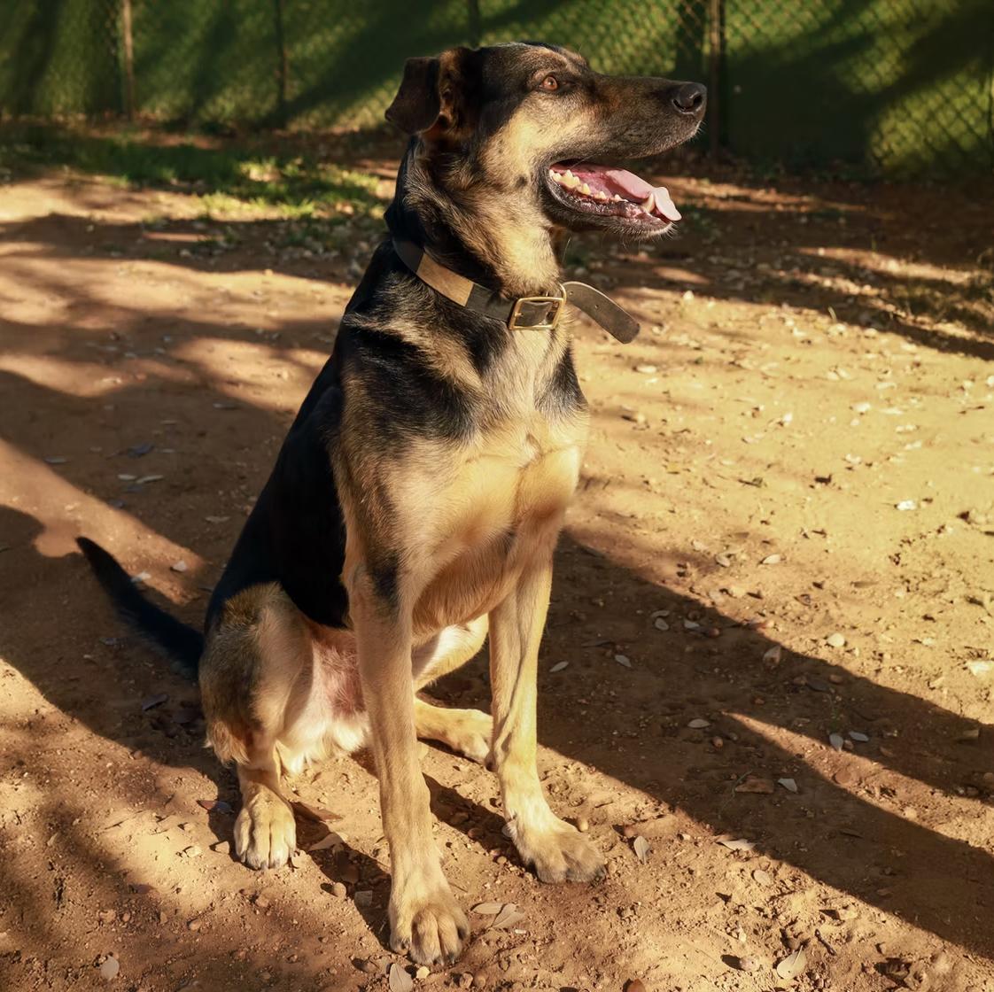Delgato, a Adoptable mixed breed in Marble Falls, TX image 2/2