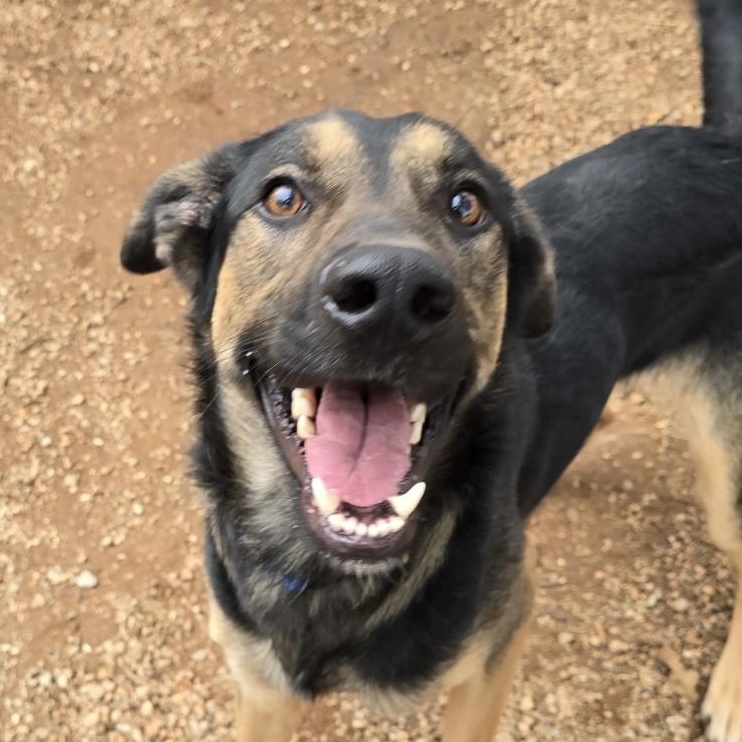 Delgato, Adoptable, Adult Male Shepherd.