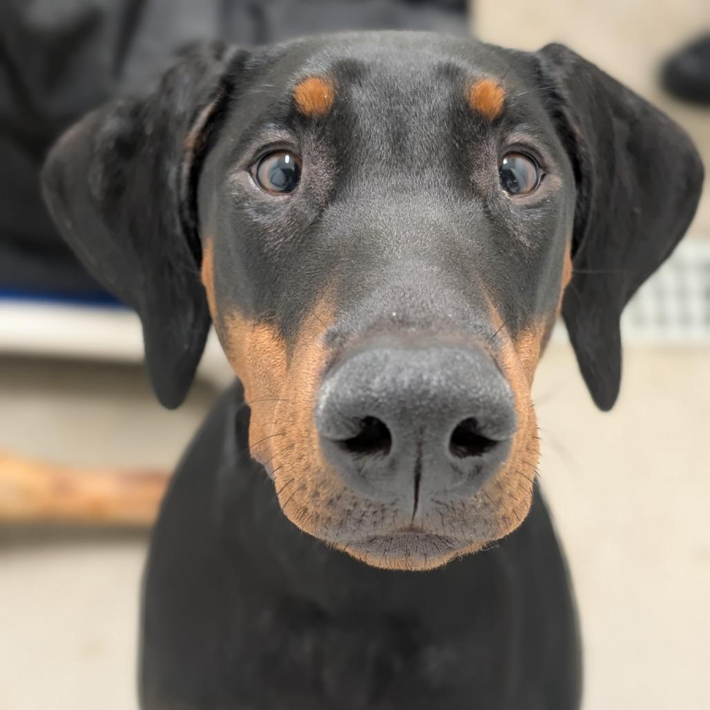 Enlarge 7921 Athena, a Adoptable Doberman Pinscher in Sandown, NH image 1/1