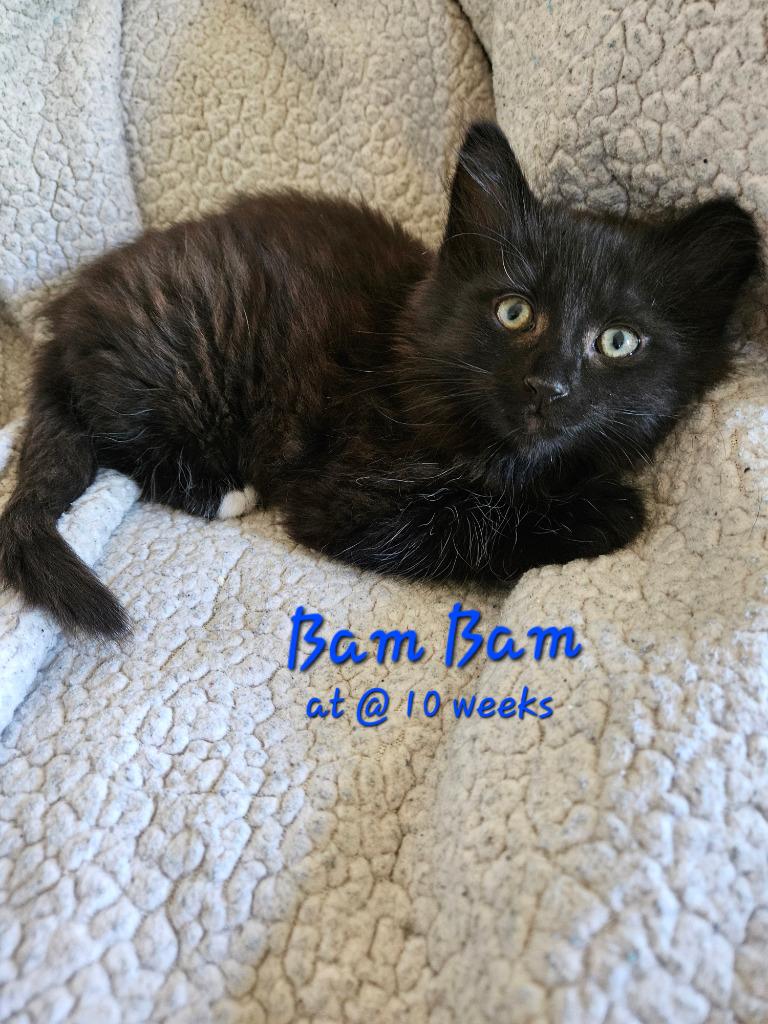 Bamm-Bamm Rubble, Adoptable, Kitten Male Domestic Medium Hair.