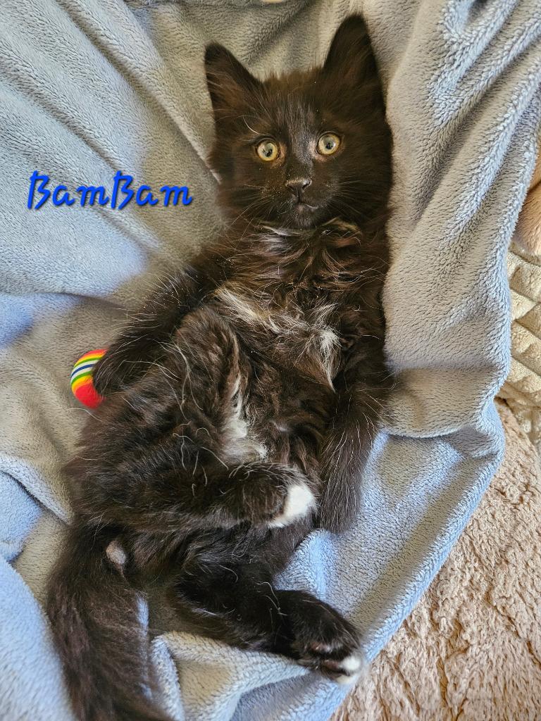 Enlarge Bamm-Bamm Rubble, a Adoptable mixed breed in Parkville, MD image 2/6