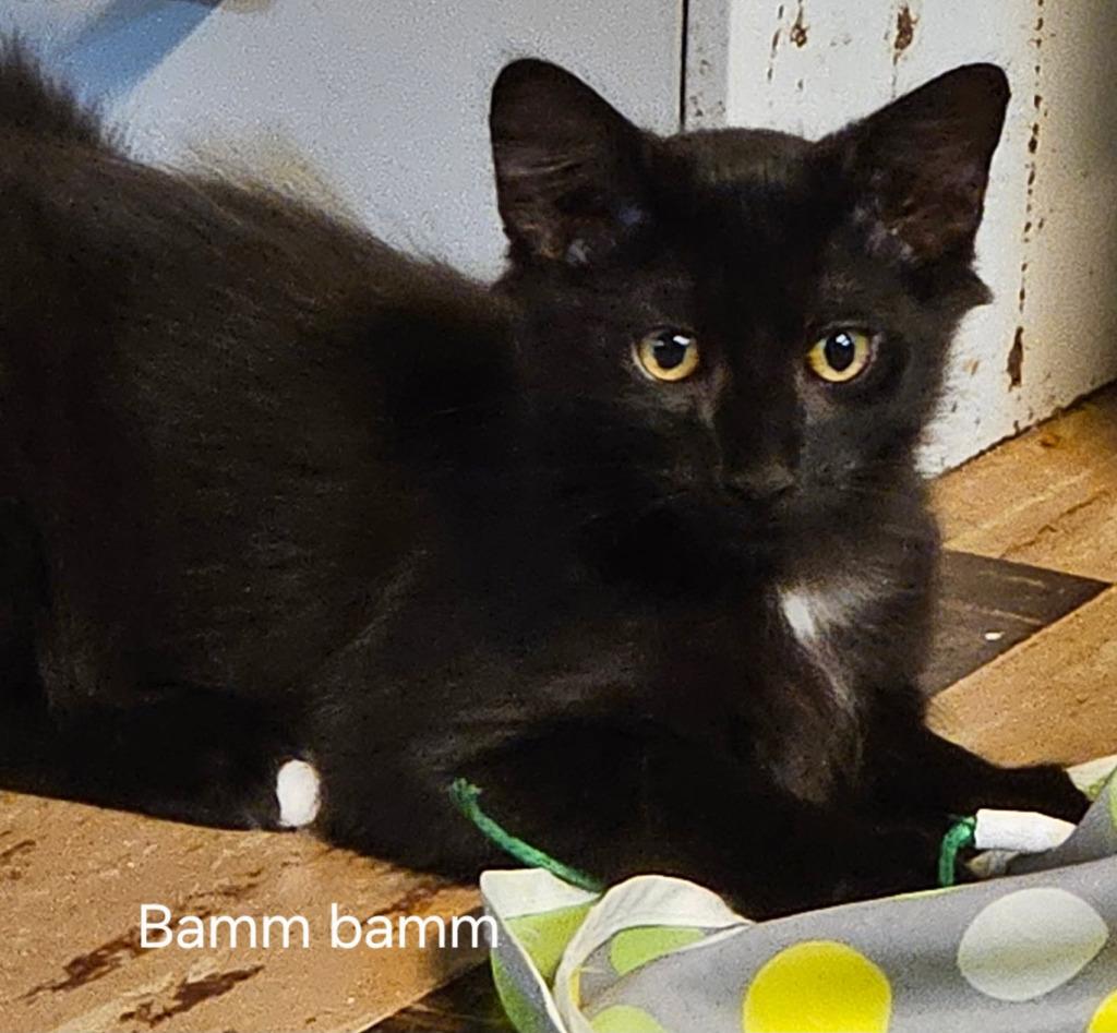 Enlarge Bamm-Bamm Rubble, a Adoptable mixed breed in Parkville, MD image 3/6