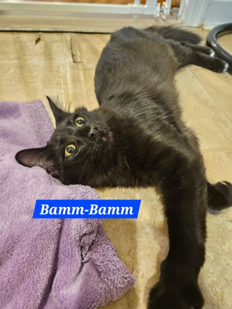 Enlarge Bamm-Bamm Rubble, a Adoptable mixed breed in Parkville, MD image 6/6