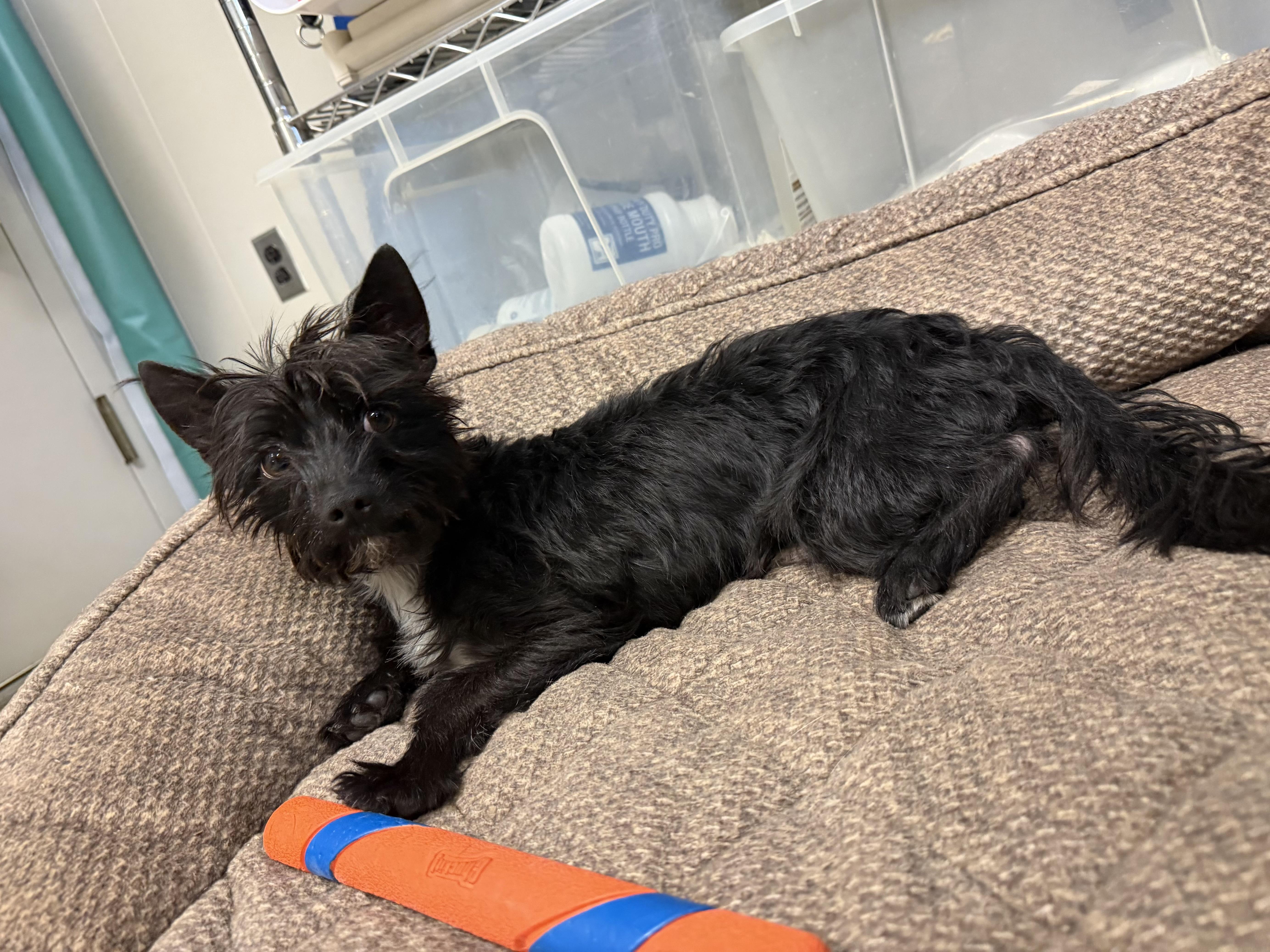 Enlarge Mickey, an adopted mixed breed in Port Washington, NY image 2/2