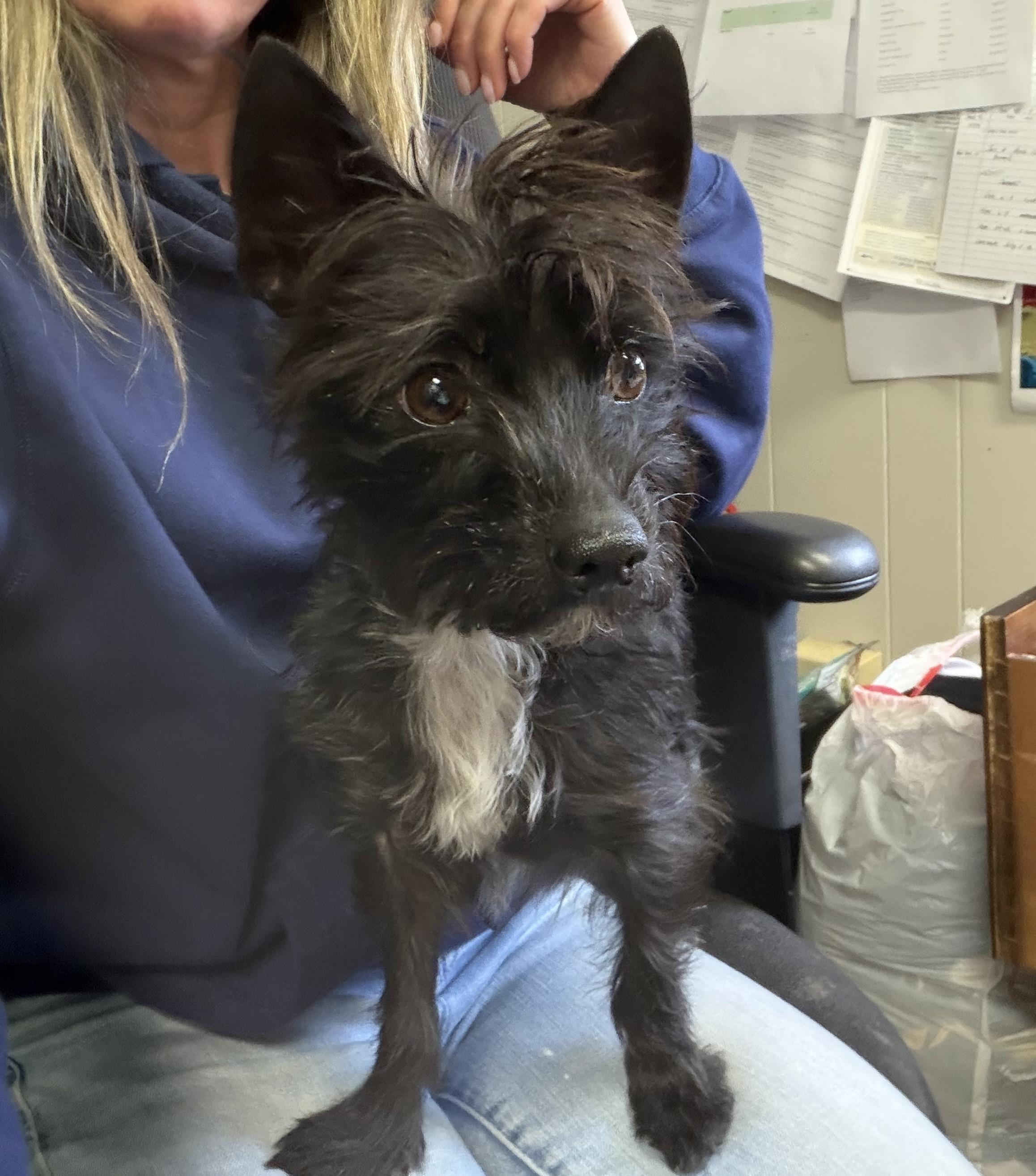 Enlarge Mickey, an adopted mixed breed in Port Washington, NY image 1/2