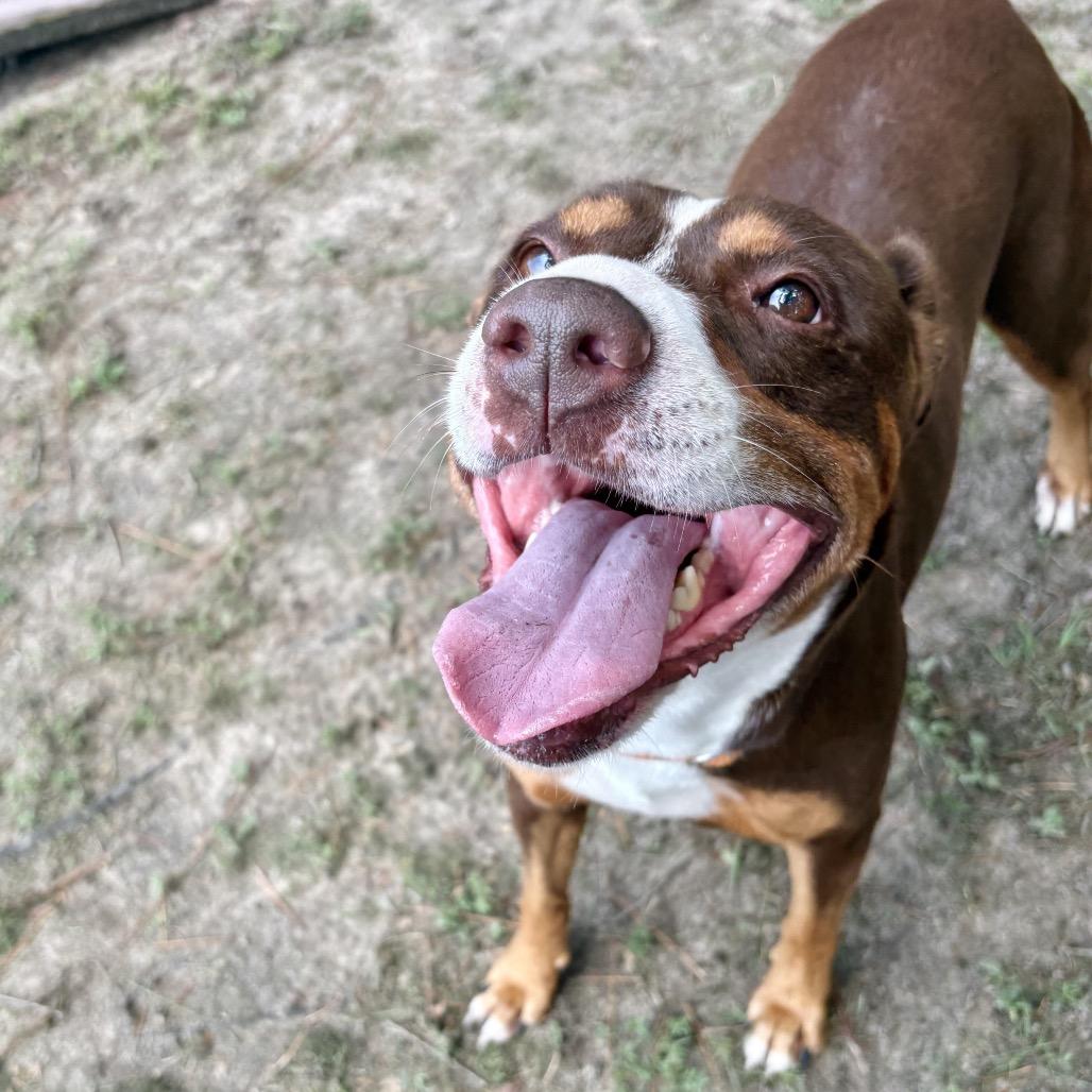 Enlarge Diva Biscuit, a Adoptable Mixed Breed in Milton, FL image 1/3