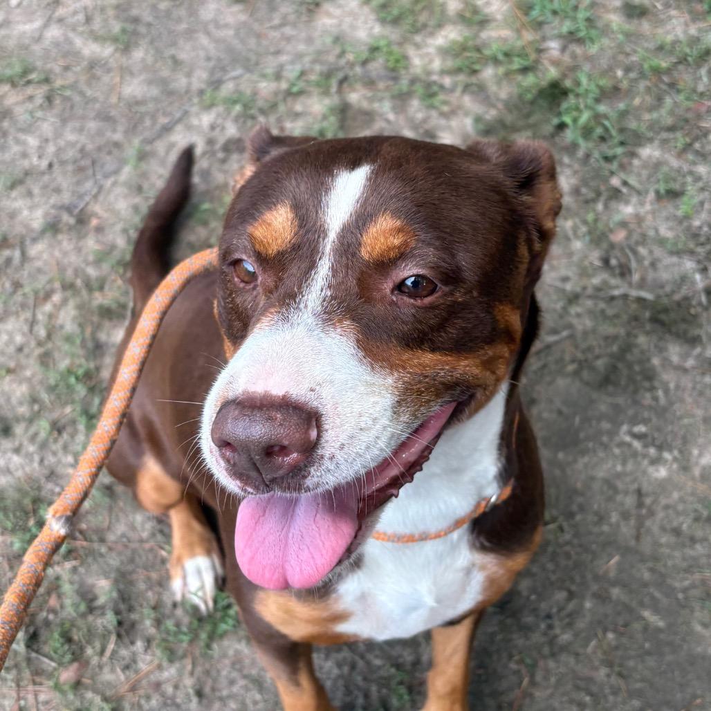 Enlarge Diva Biscuit, a Adoptable Mixed Breed in Milton, FL image 2/3