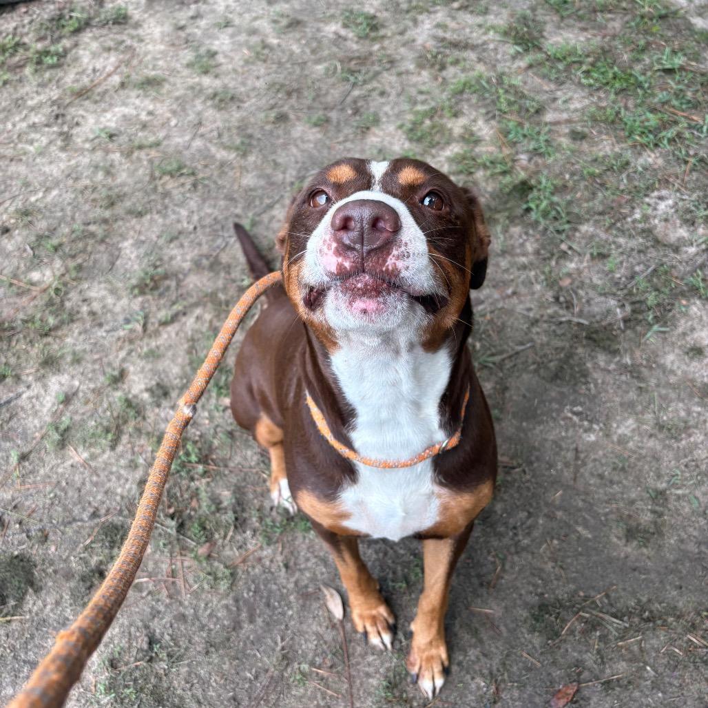 Enlarge Diva Biscuit, a Adoptable Mixed Breed in Milton, FL image 3/3