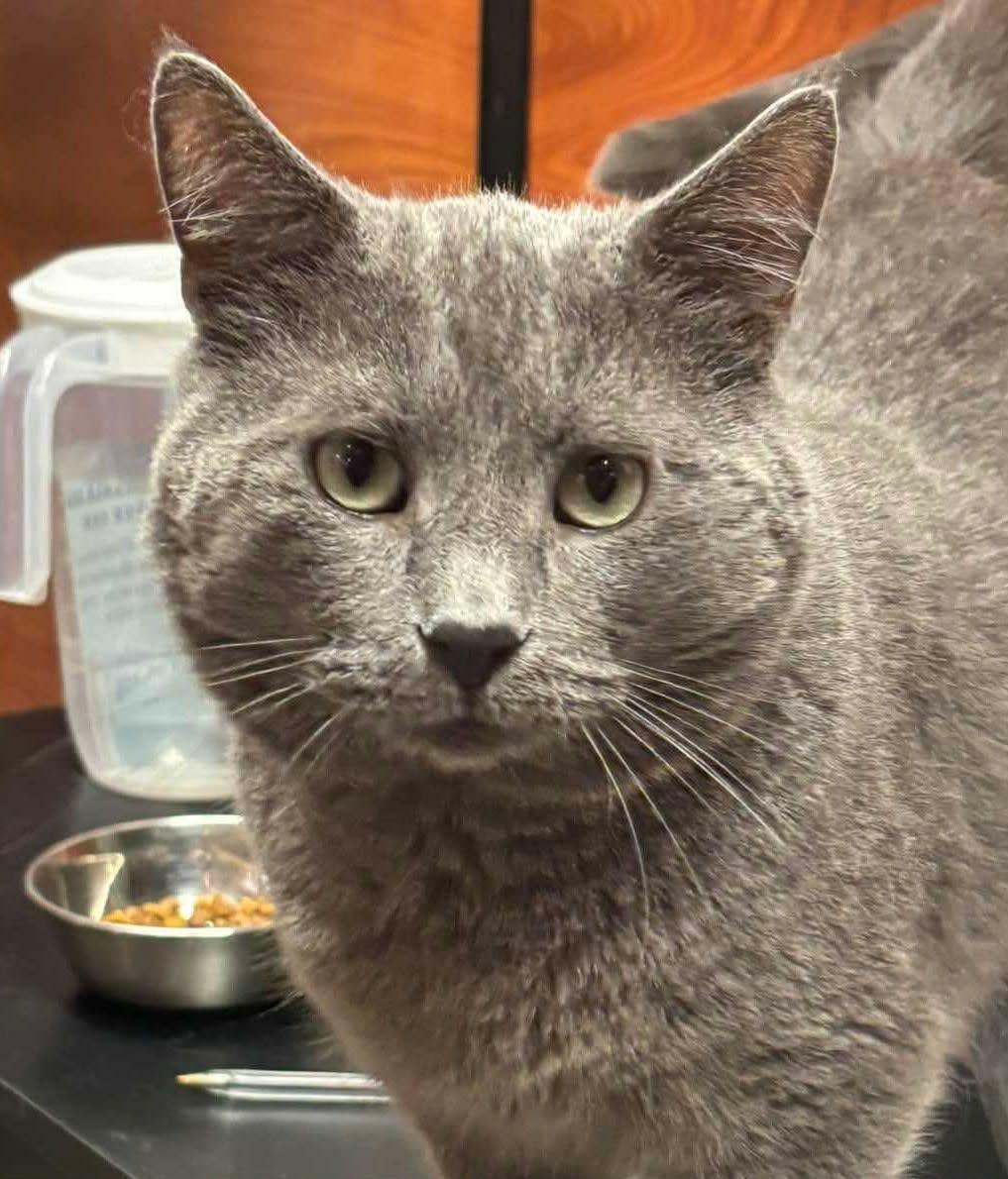 ZEPHYR, adoptable, Young Male Russian Blue & Domestic Short Hair.