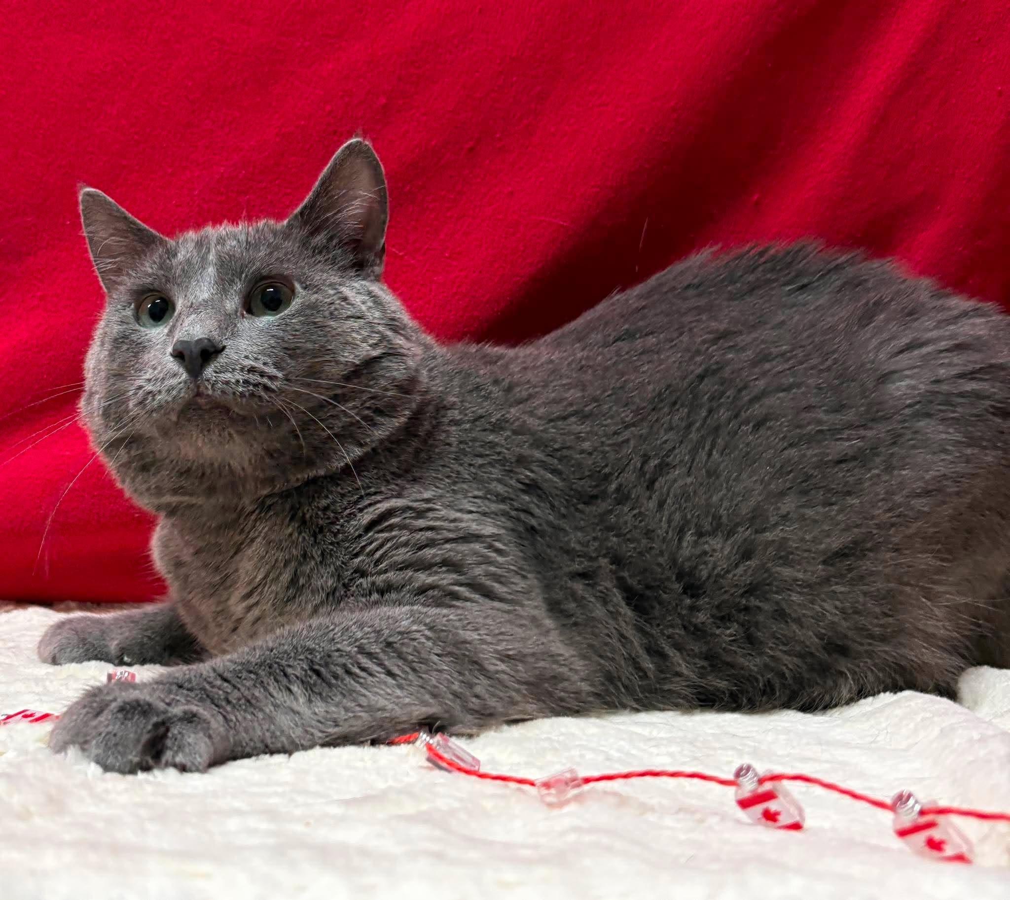 Enlarge ZEPHYR, an adoptable mixed breed in Tillsonburg, ON image 2/6