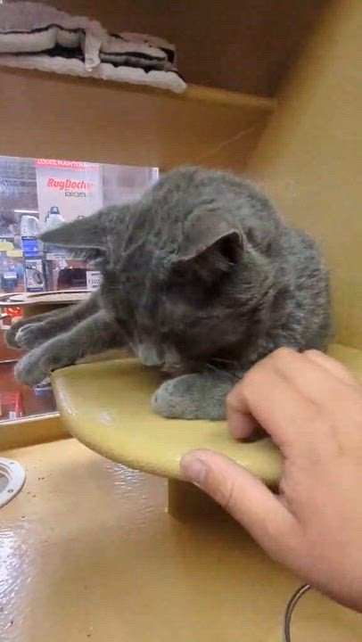 Enlarge ZEPHYR, an adoptable mixed breed in Tillsonburg, ON video 5/6