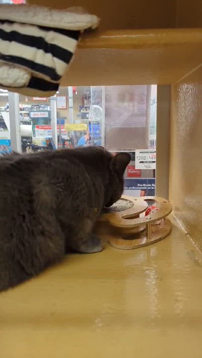 Enlarge ZEPHYR, an adoptable mixed breed in Tillsonburg, ON video 6/6