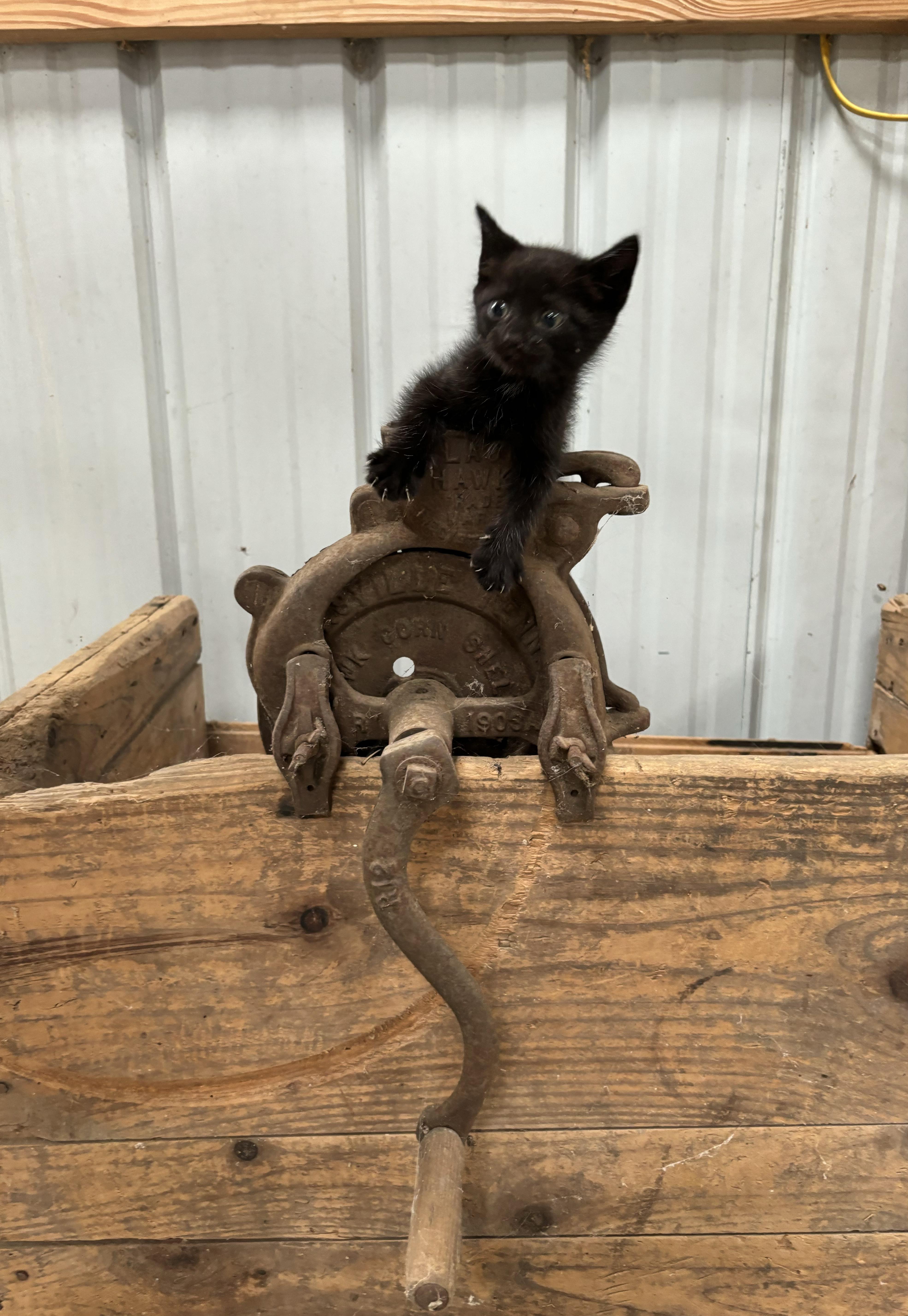 Button, Adopted, Young Male Domestic Short Hair.