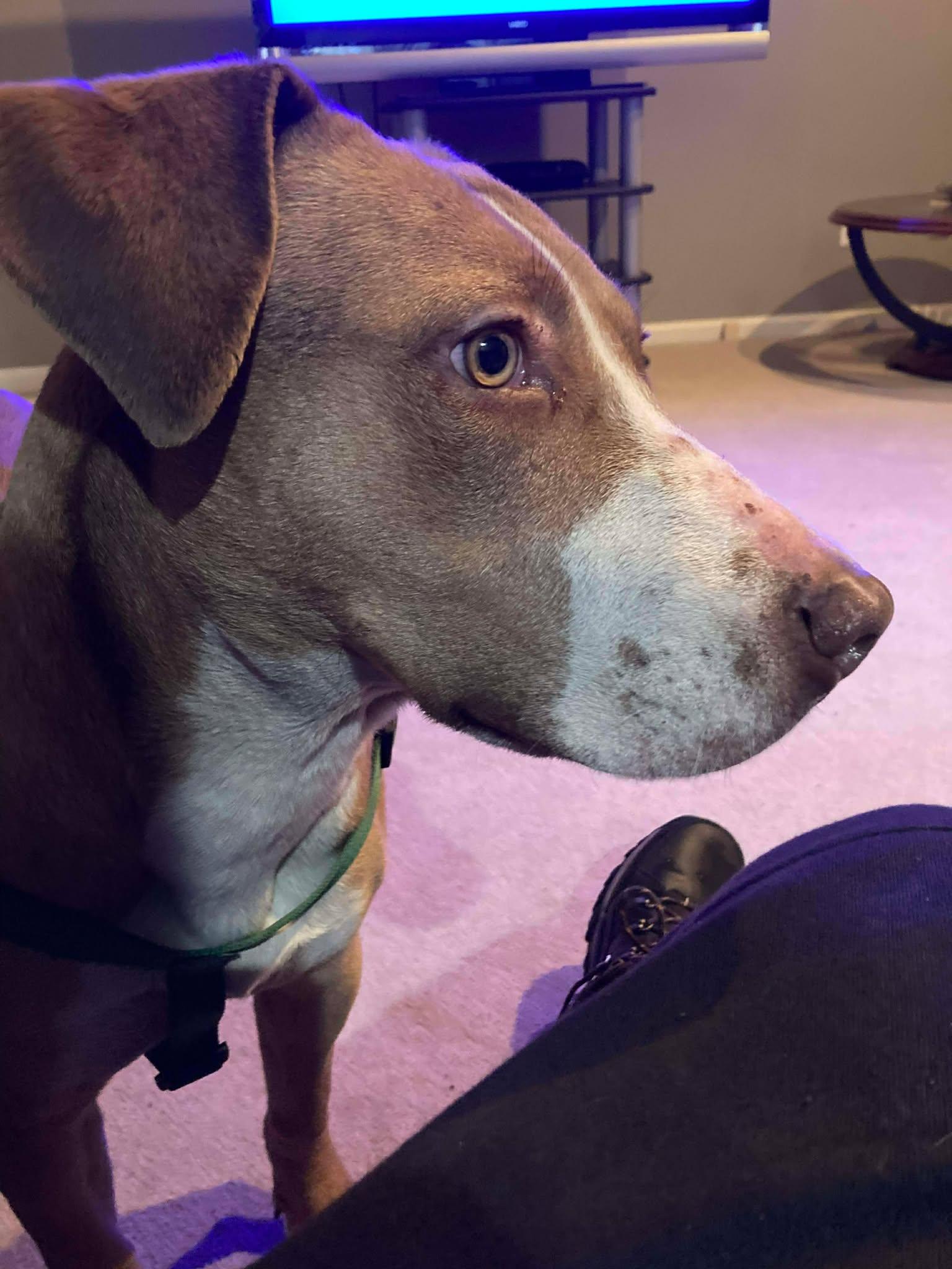 Tommy, a ADOPTABLE mixed breed in Pleasant Ridge, MI image 3/4