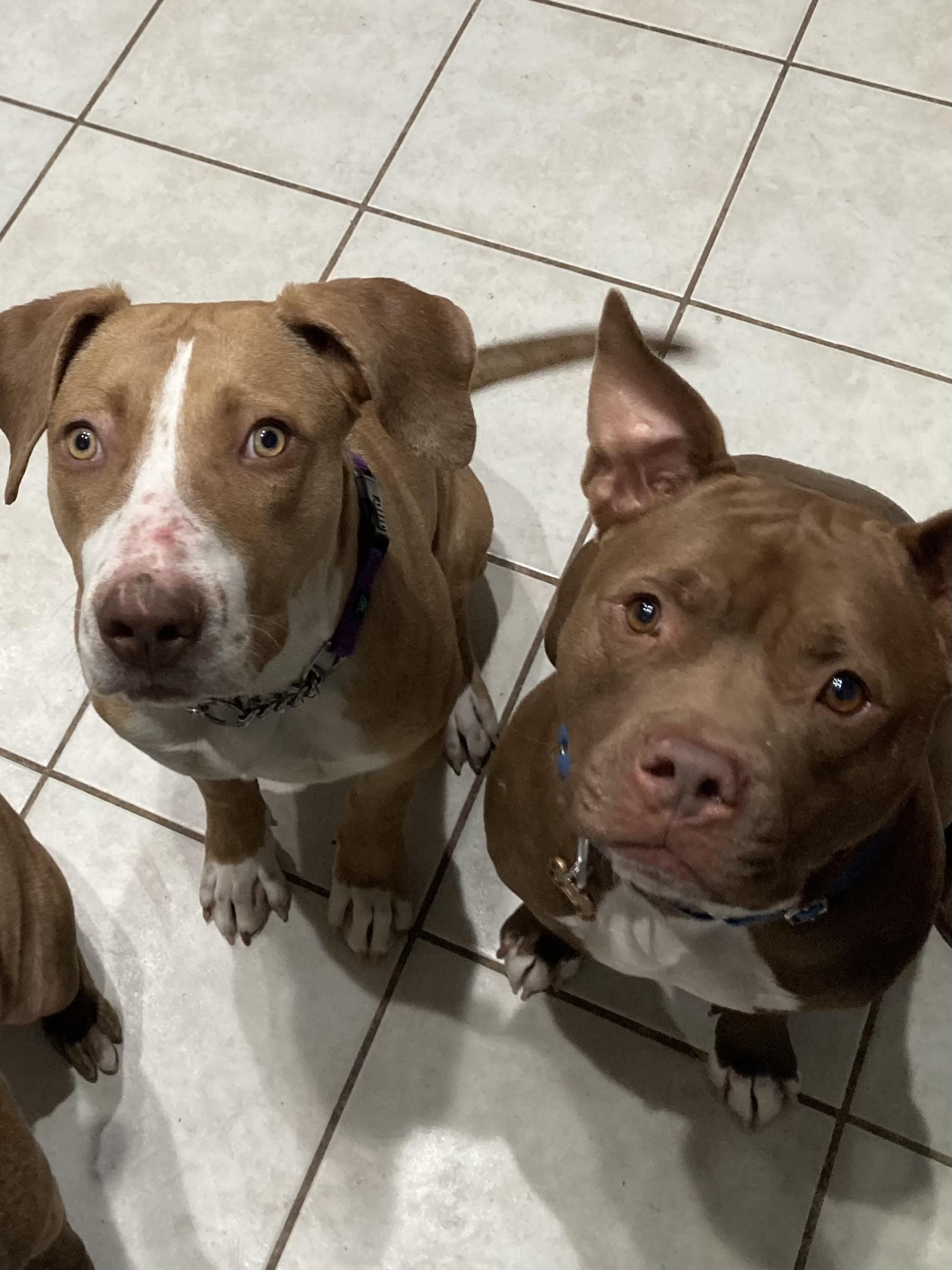 Enlarge Tommy, a ADOPTABLE mixed breed in Pleasant Ridge, MI image 6/6