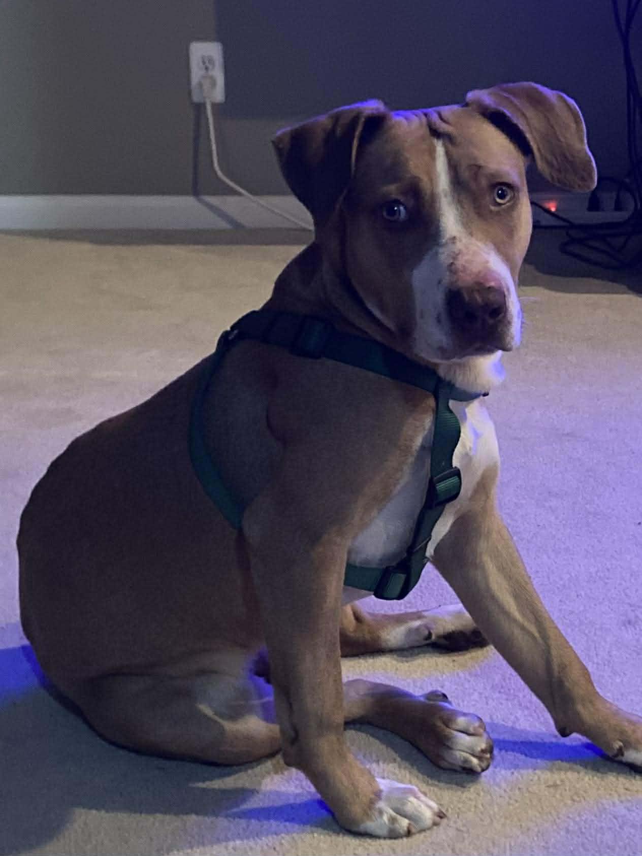 Tommy, a ADOPTABLE mixed breed in Pleasant Ridge, MI image 2/4