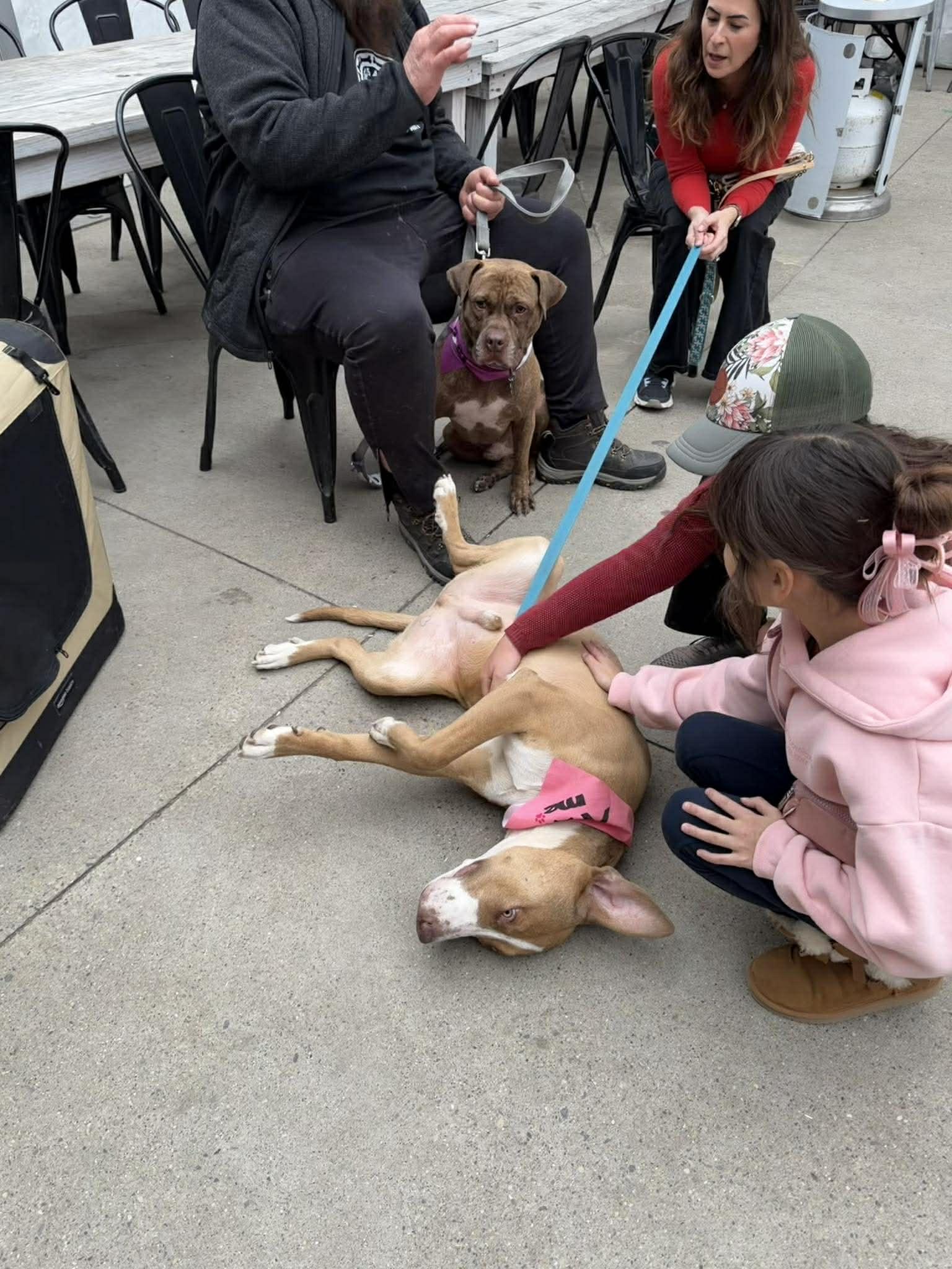 Enlarge Tommy, a ADOPTABLE mixed breed in Pleasant Ridge, MI image 2/6