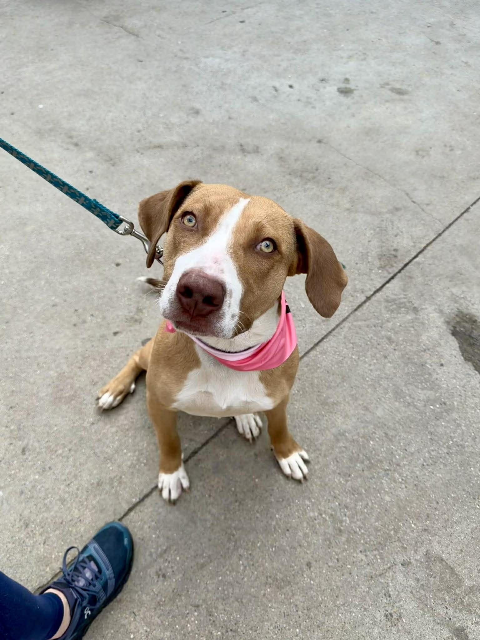 Tommy, ADOPTABLE, Young Male Hound.