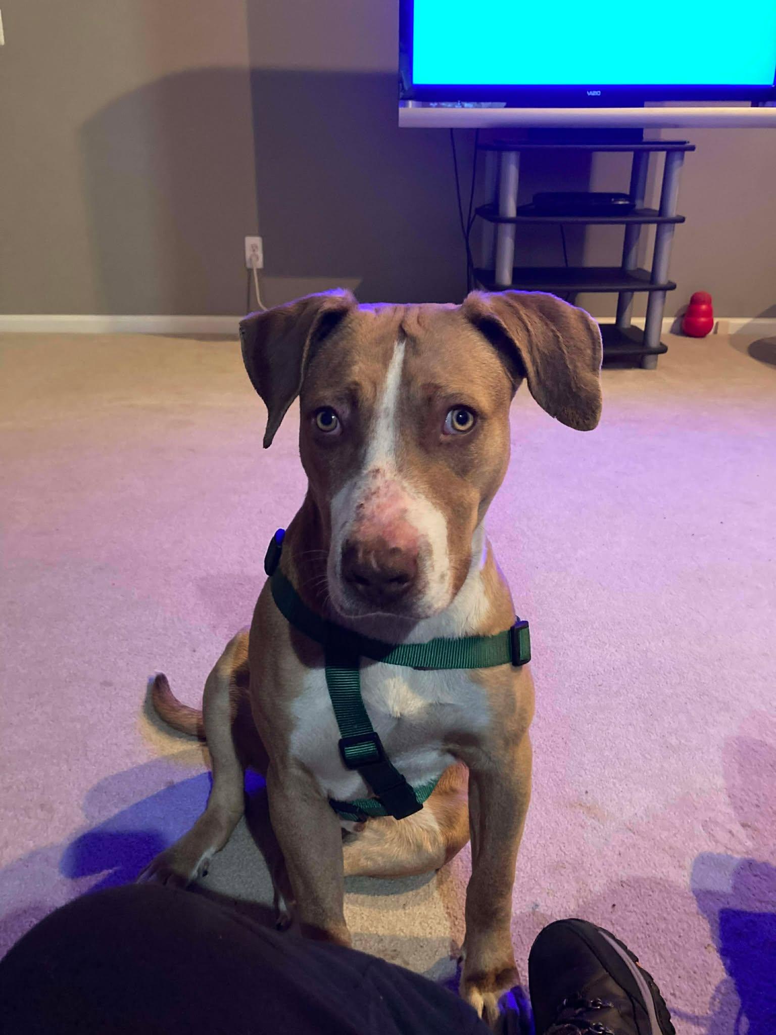 Tommy, ADOPTABLE, Adult Male Hound.