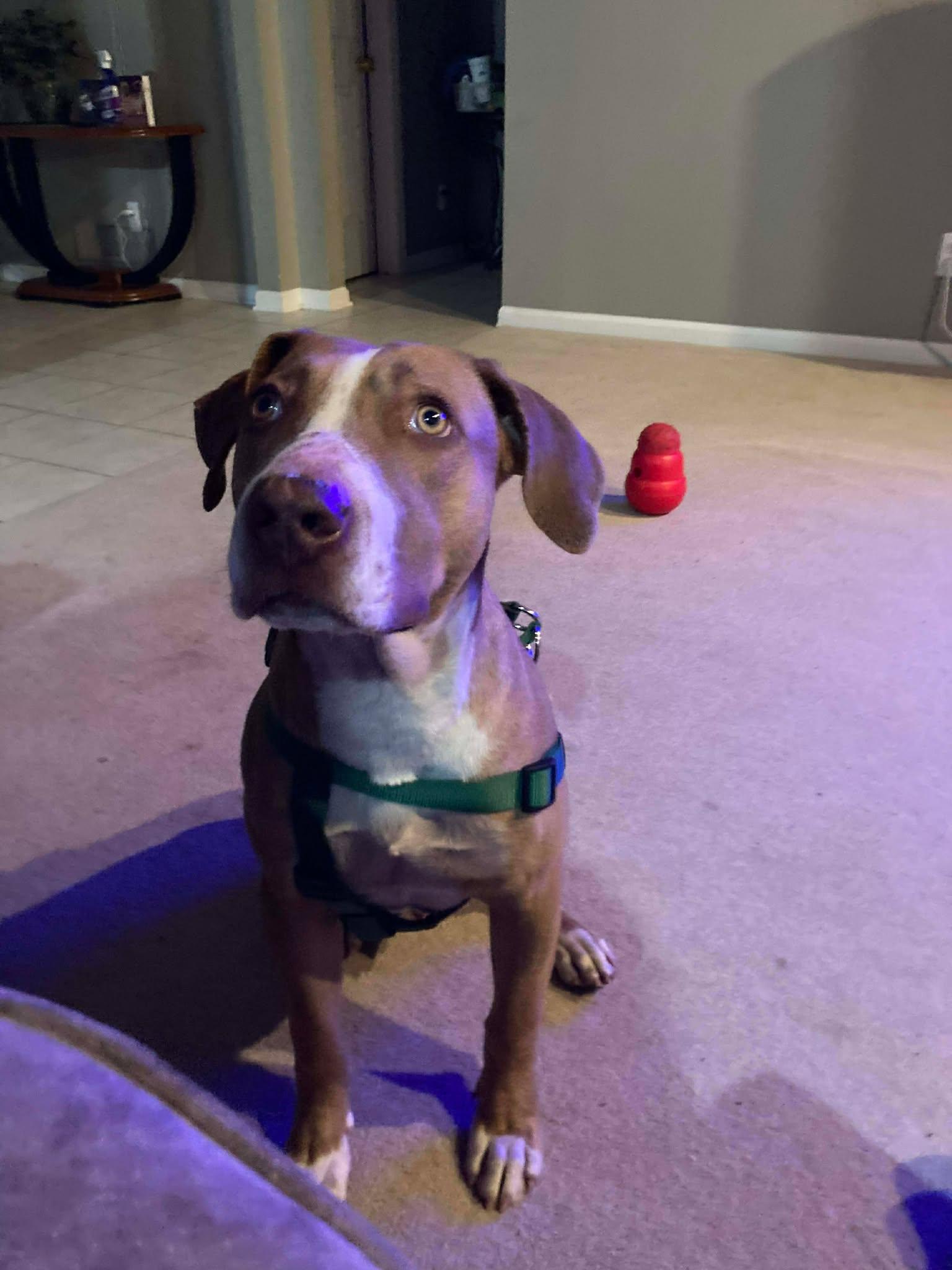 Tommy, a ADOPTABLE mixed breed in Pleasant Ridge, MI image 4/4