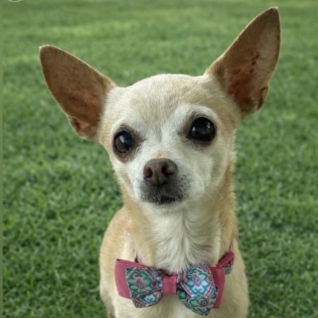 Enlarge Minnie, an adopted Chihuahua in Phoenix, AZ image 1/4