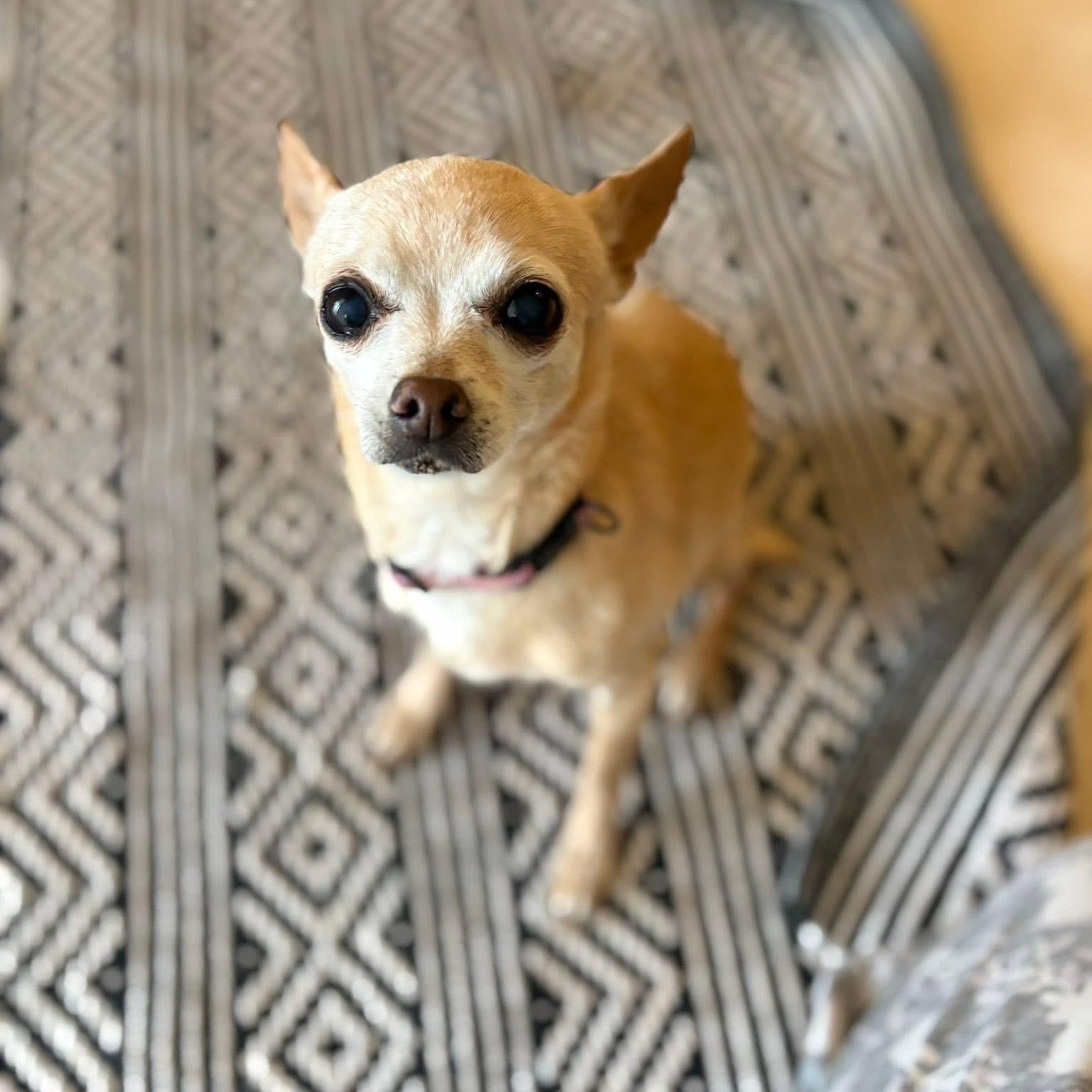 Enlarge Minnie, an adopted Chihuahua in Phoenix, AZ image 2/4