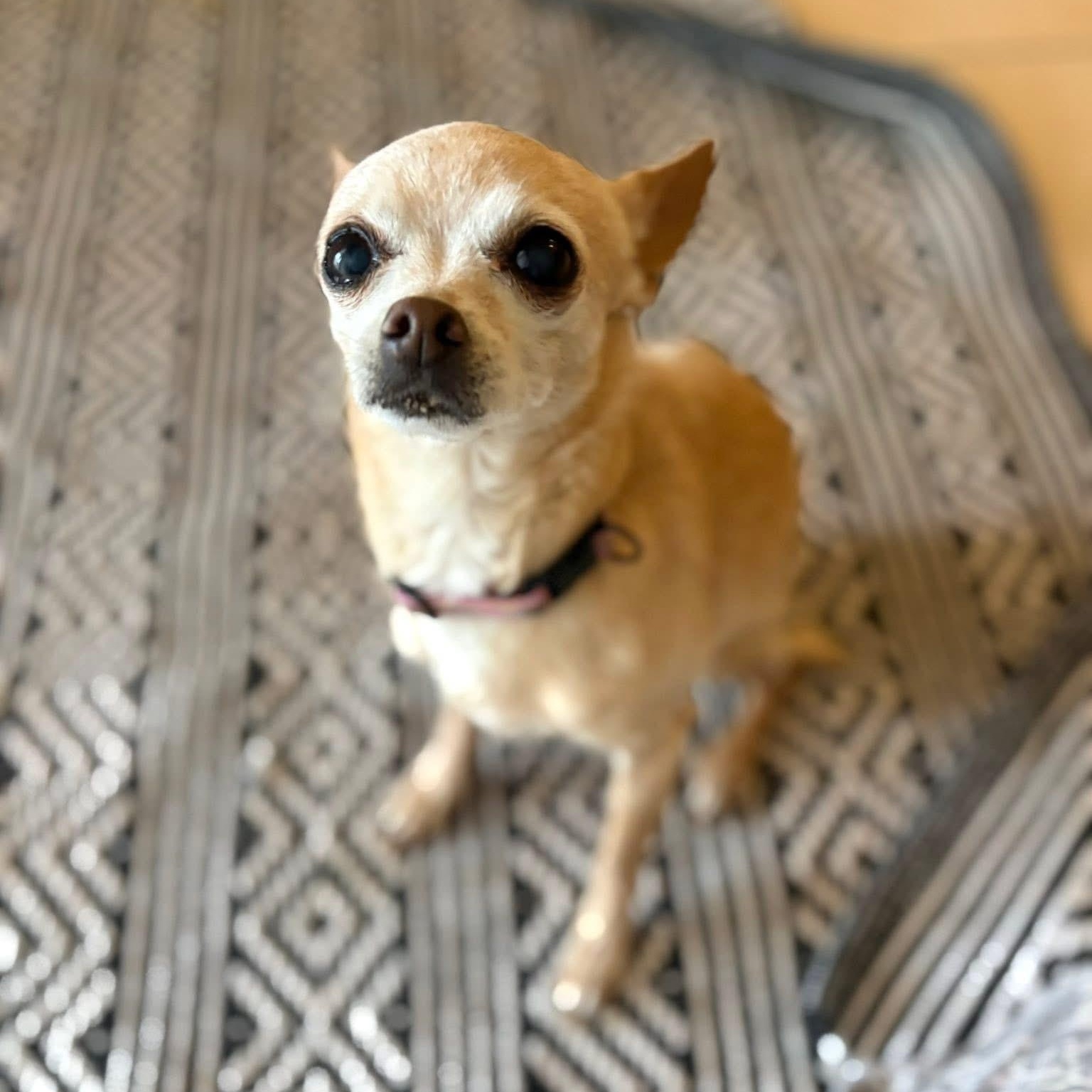 Enlarge Minnie, an adopted Chihuahua in Phoenix, AZ image 3/4