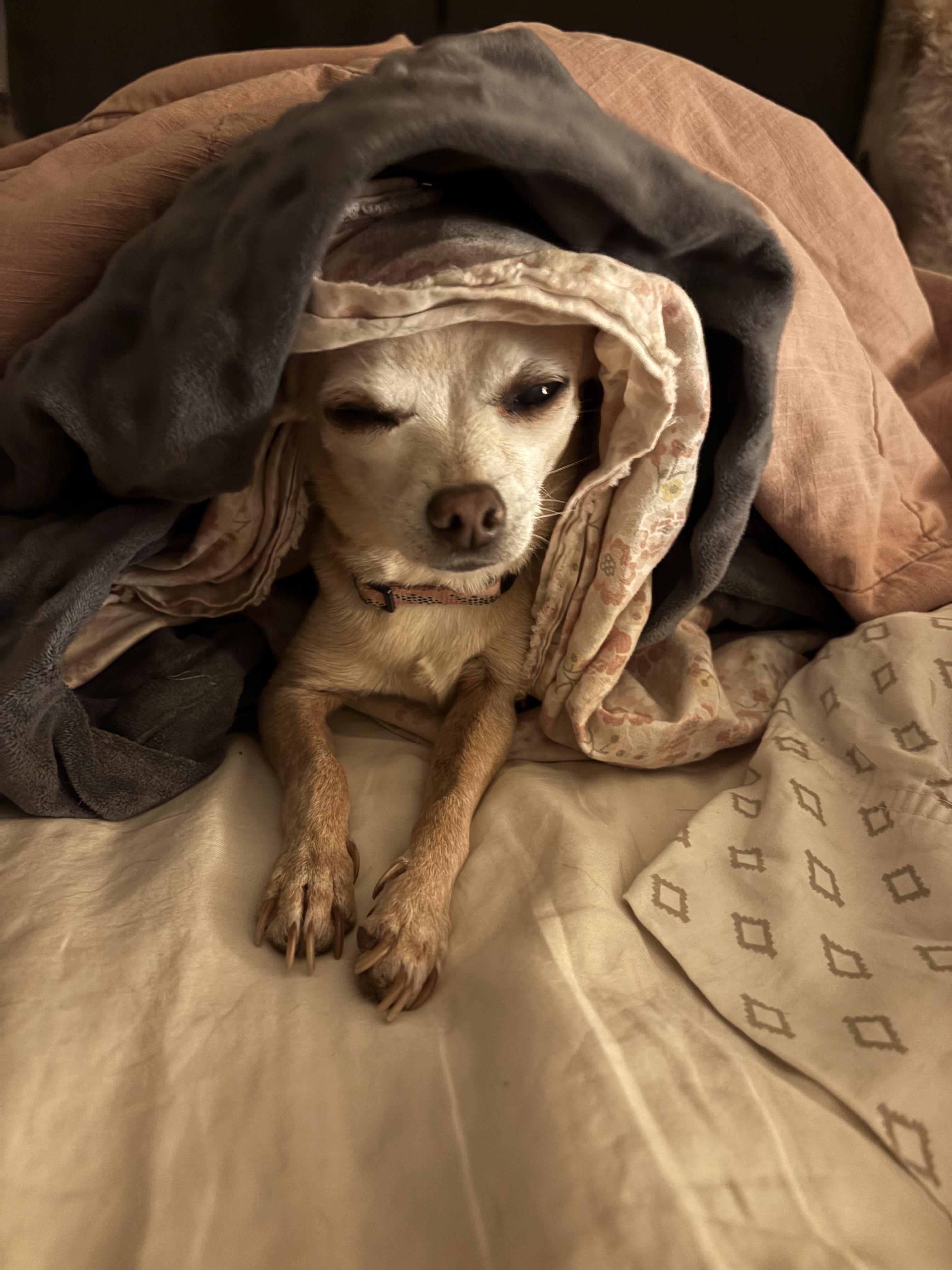 Enlarge Minnie, an adopted Chihuahua in Phoenix, AZ image 4/4