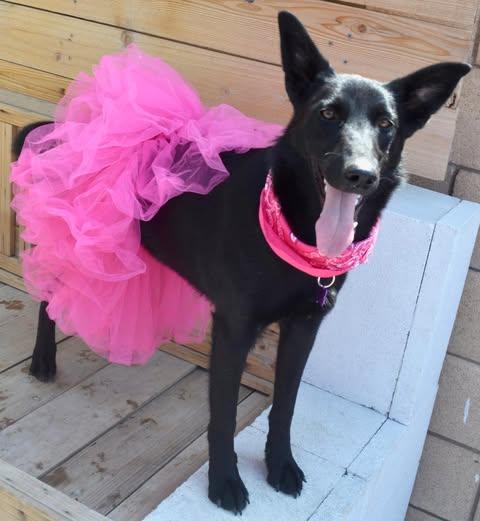 Enlarge Dori, a Adoptable mixed breed in Rialto, CA image 2/6