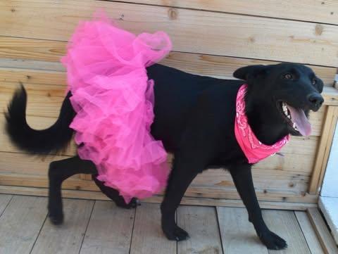 Enlarge Dori, a Adoptable mixed breed in Rialto, CA image 5/6