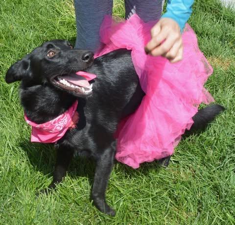 Enlarge Dori, a Adoptable mixed breed in Rialto, CA image 3/6