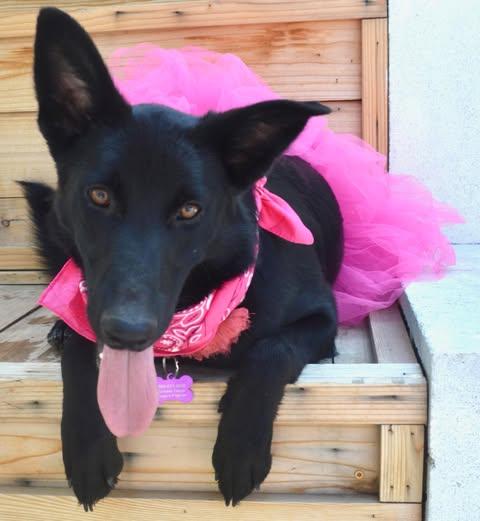 Enlarge Dori, a Adoptable mixed breed in Rialto, CA image 1/6