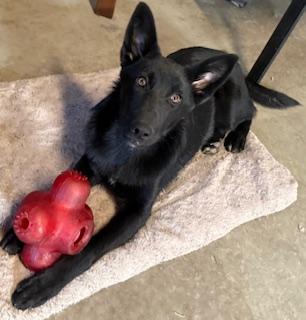 Enlarge Dori, a Adoptable mixed breed in Rialto, CA image 6/6