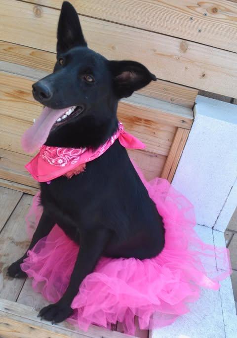 Enlarge Dori, a Adoptable mixed breed in Rialto, CA image 4/6