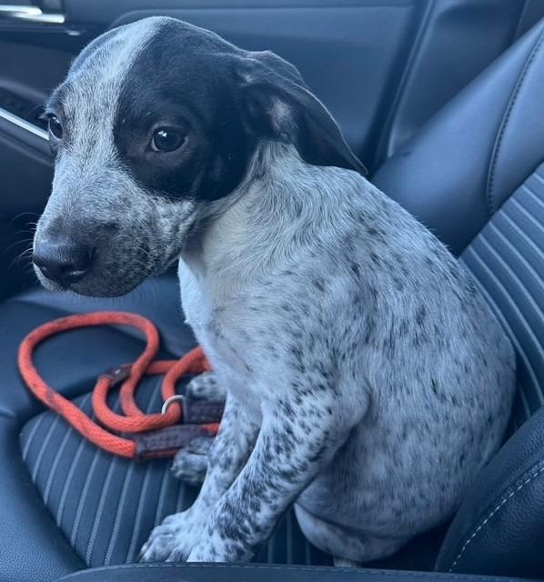 Enlarge Peanut, a Adoptable mixed breed in Louisville, IL image 1/1