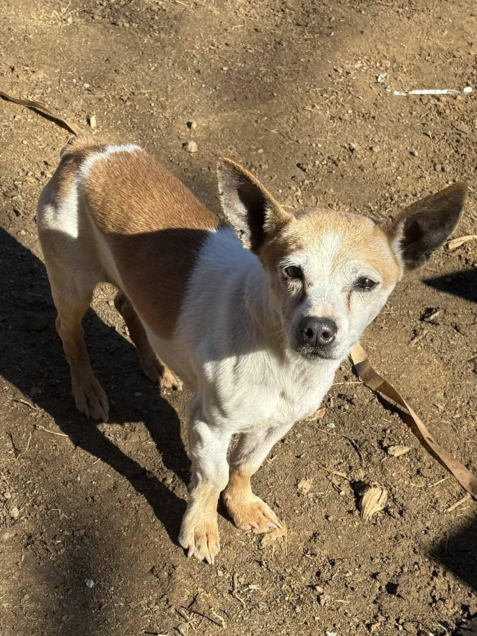 Lucky, Adoptable, Senior Male Chihuahua.