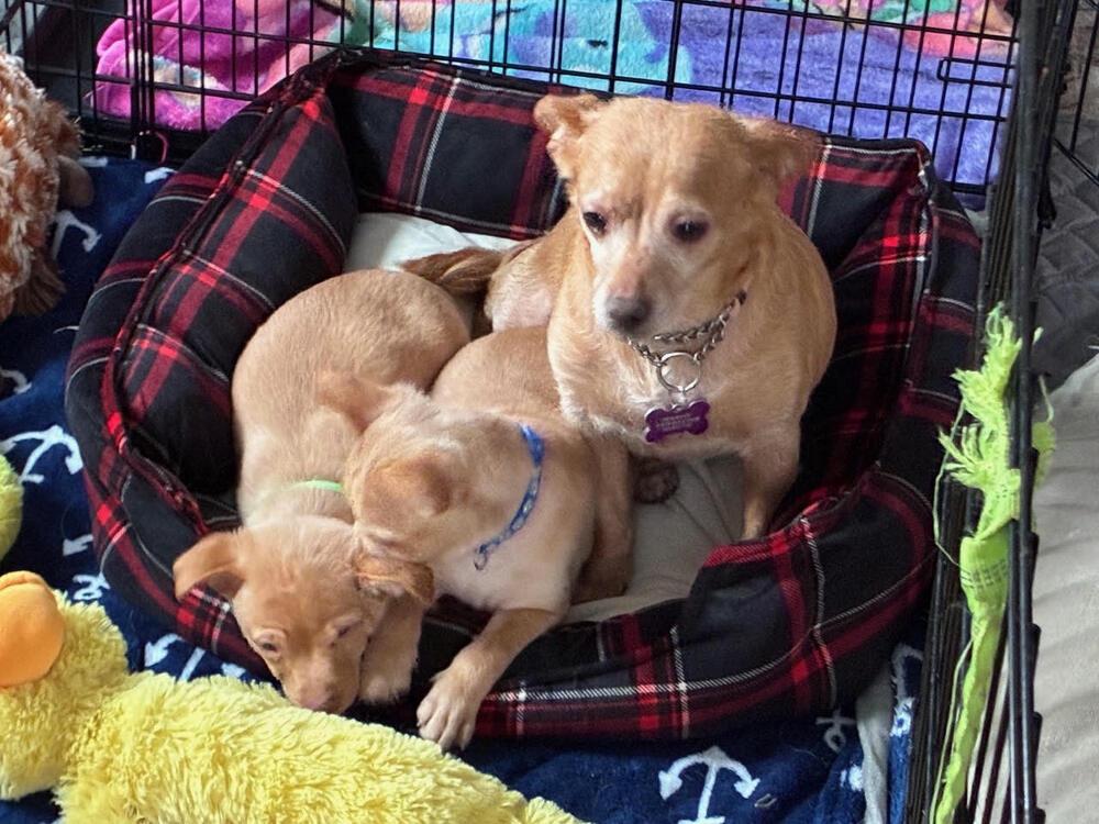 Henrietta, Adoptable, Adult Female Chihuahua.