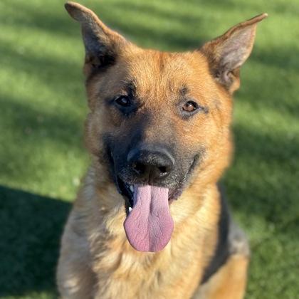 Enlarge Dennis, a ADOPTABLE mixed breed in Red Bluff, CA image 1/3