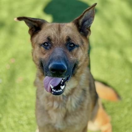 Enlarge Dennis, a ADOPTABLE mixed breed in Red Bluff, CA image 3/3