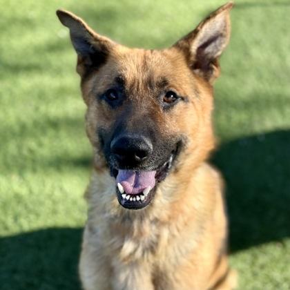 Enlarge Dennis, a ADOPTABLE mixed breed in Red Bluff, CA image 2/3