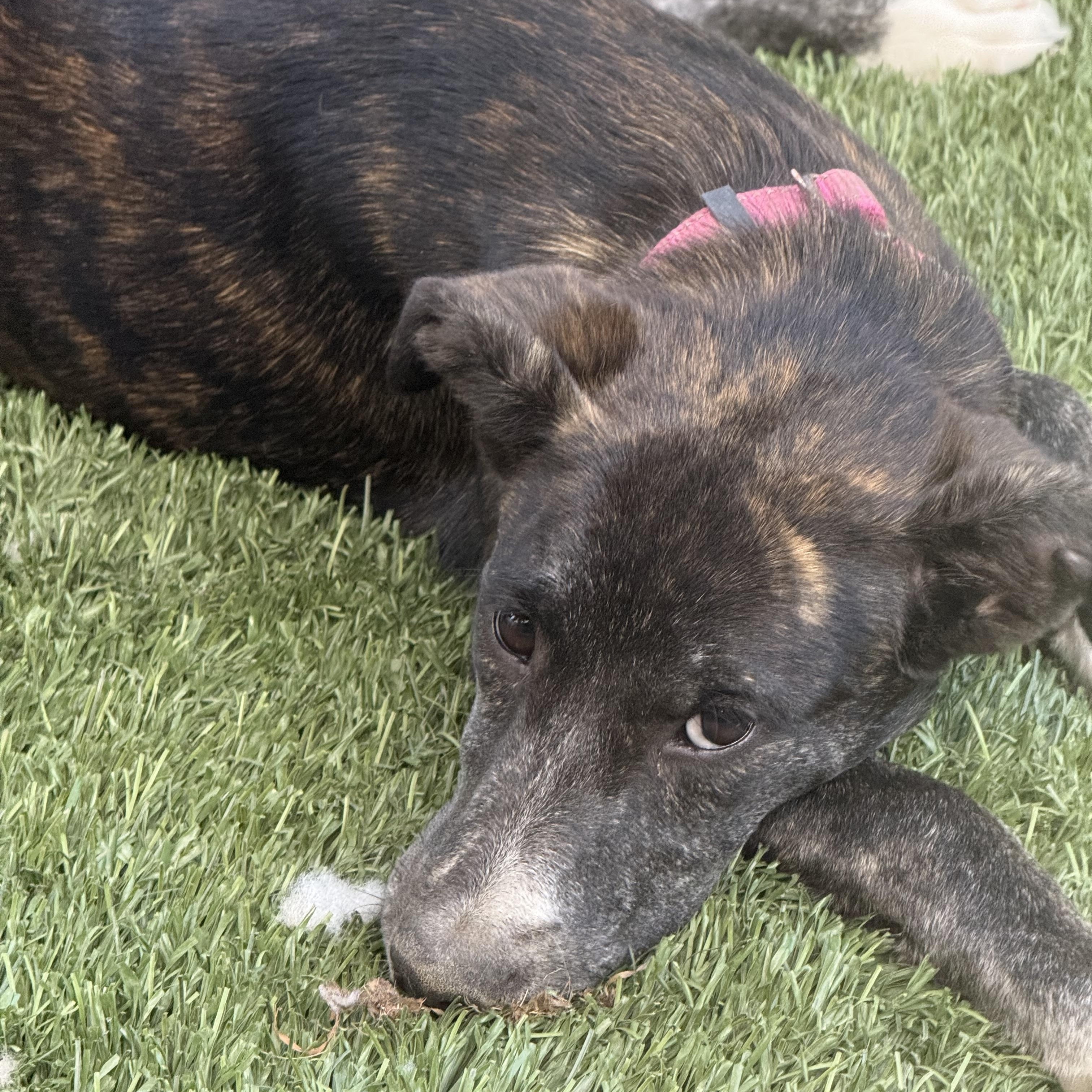 Olive, a ADOPTABLE mixed breed in Albany, NY image 2/5