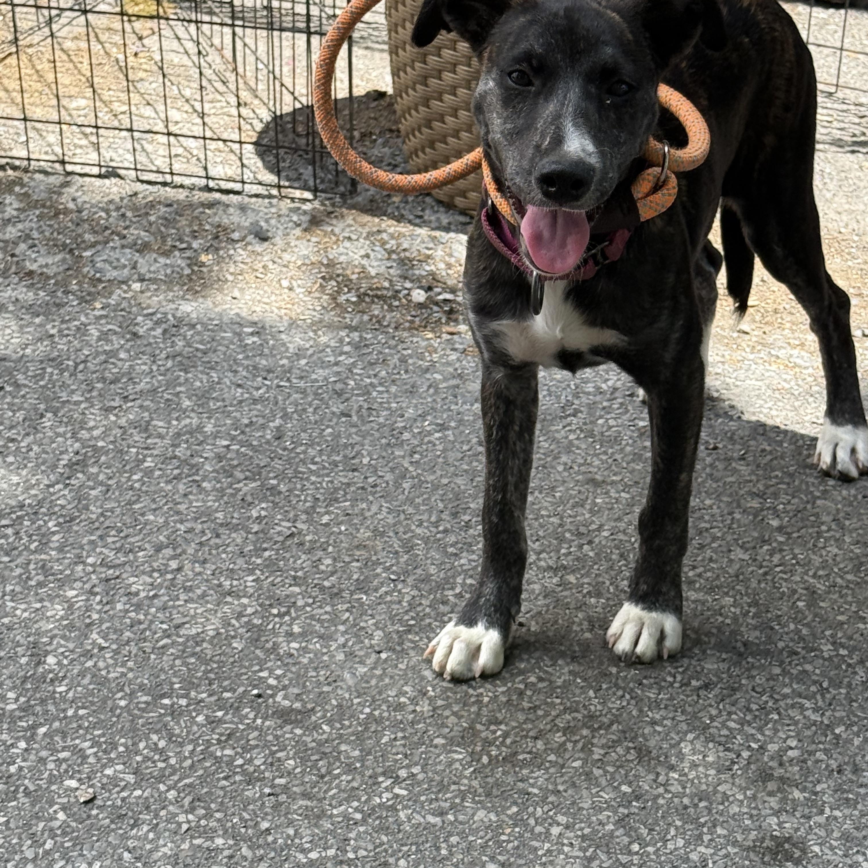 Olive, a ADOPTABLE mixed breed in Albany, NY image 4/5