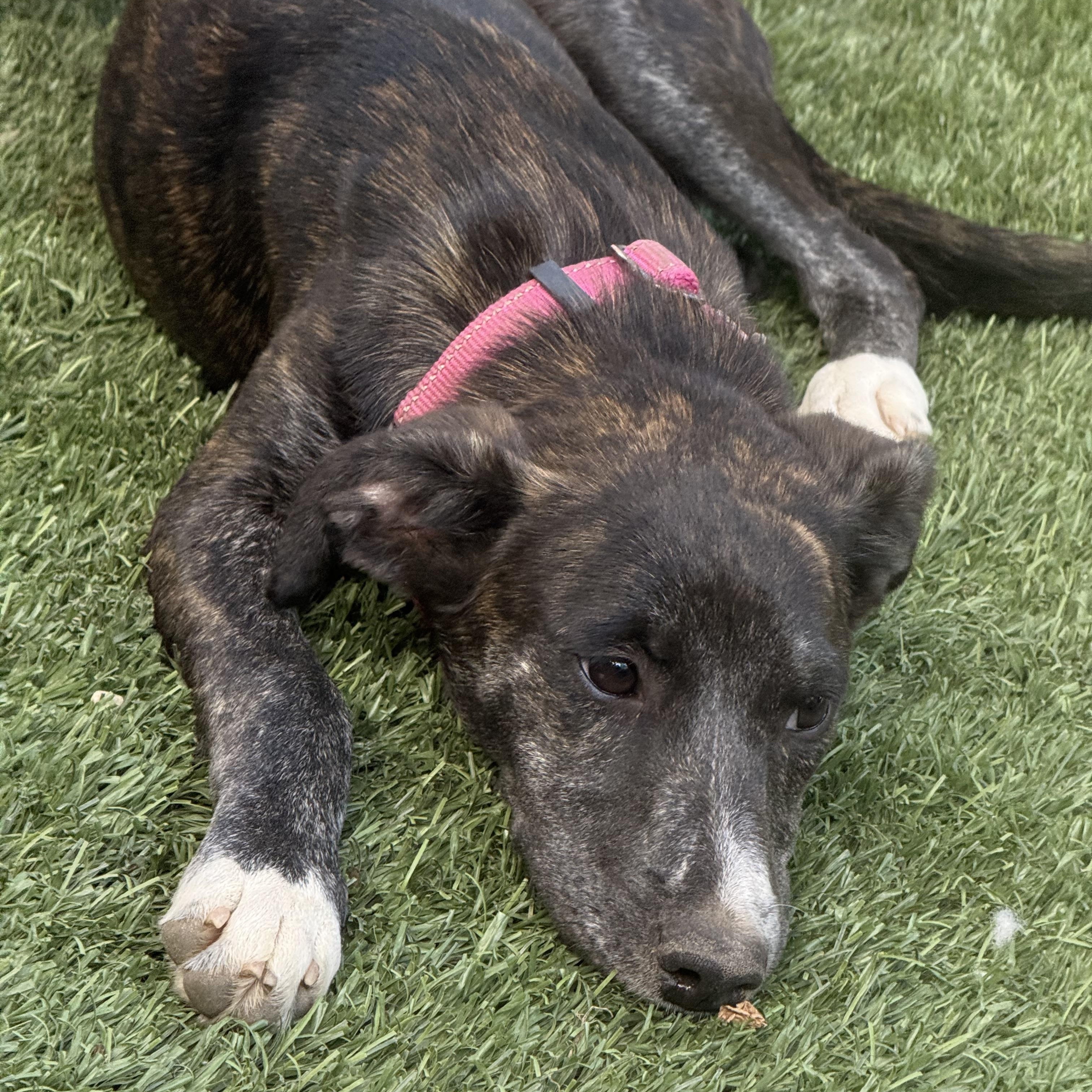 Olive, ADOPTABLE, Young Female Labrador Retriever.
