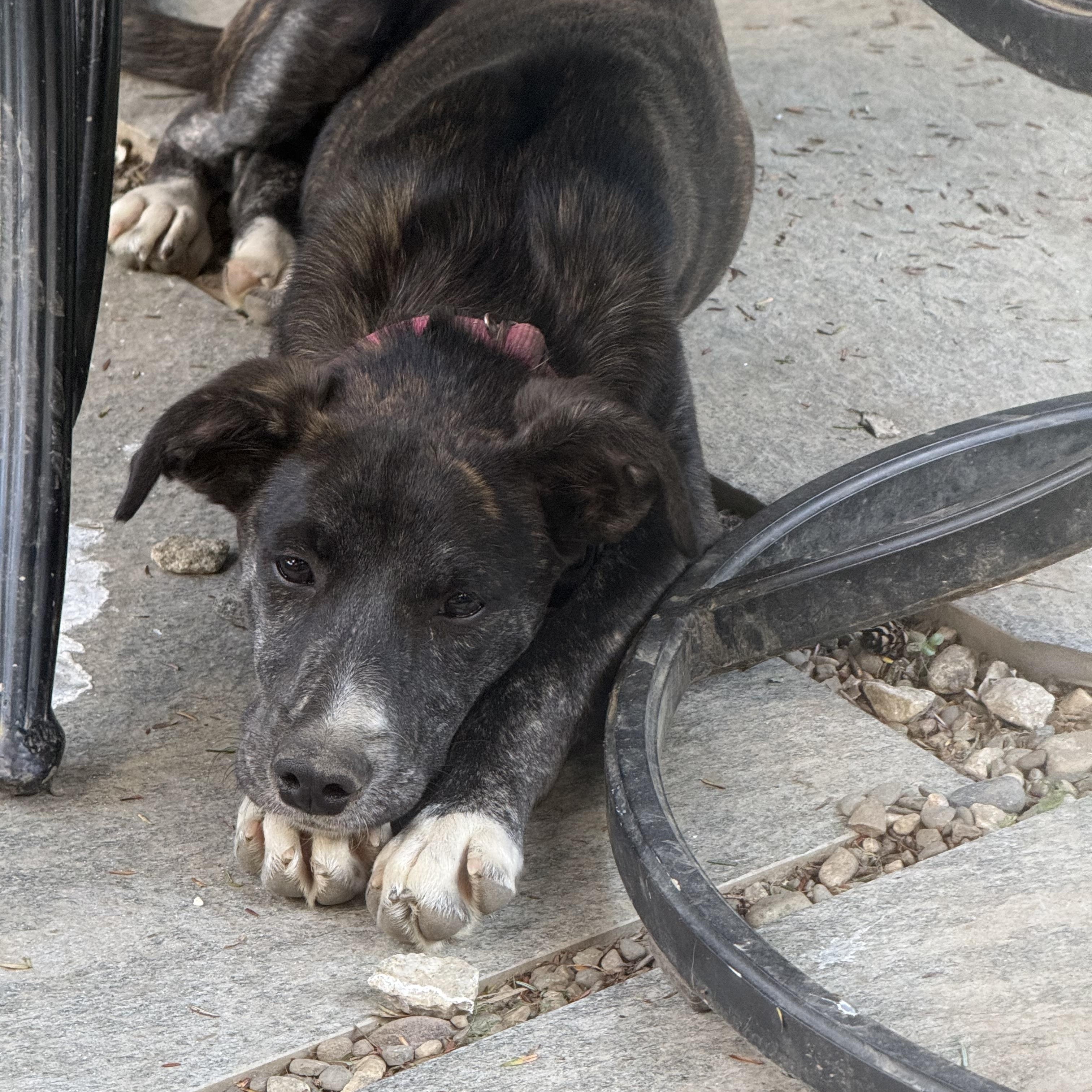 Olive, a ADOPTABLE mixed breed in Albany, NY image 5/5