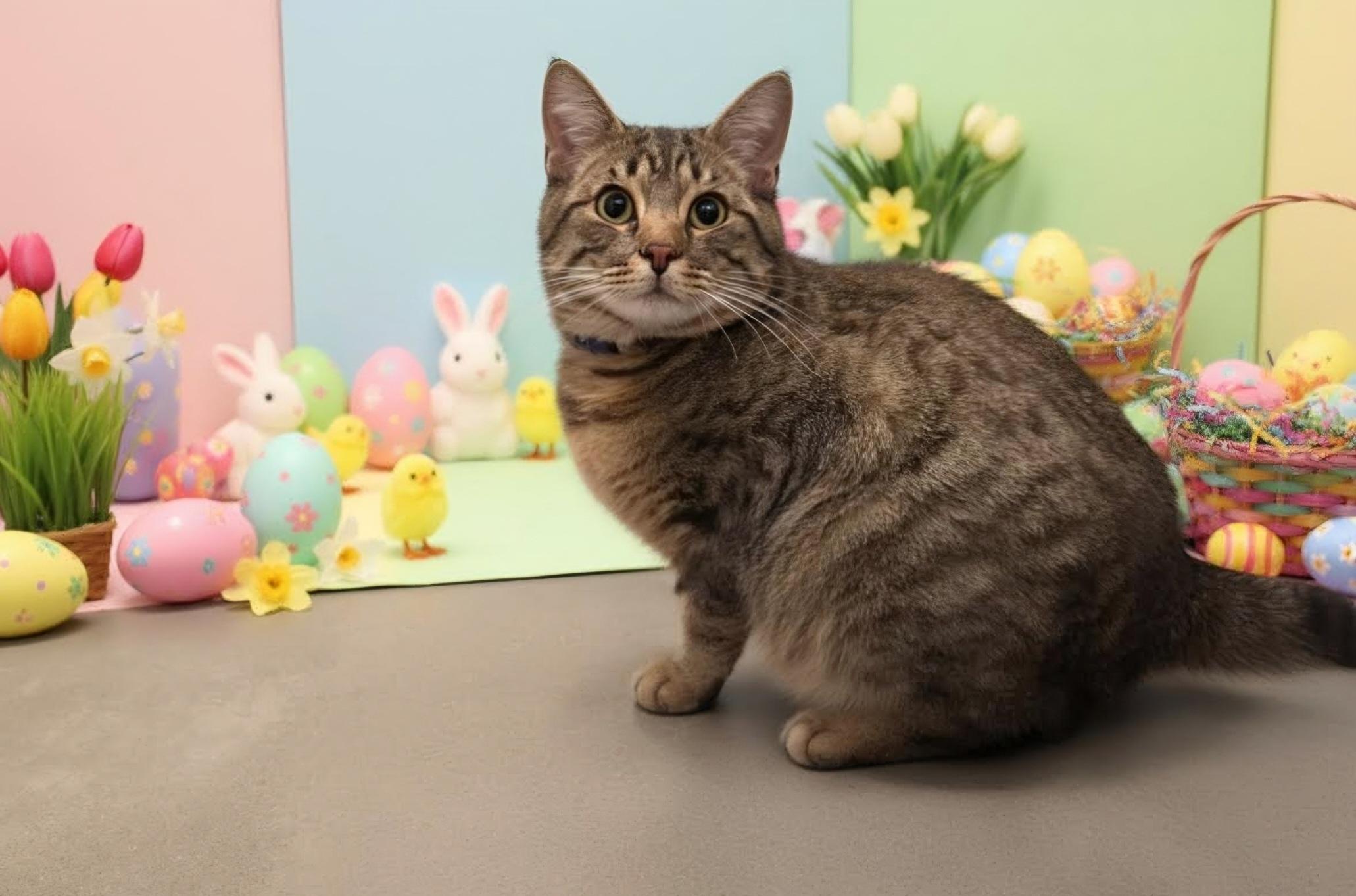 Enlarge Link, an adopted Domestic Short Hair in Pocatello, ID image 1/4
