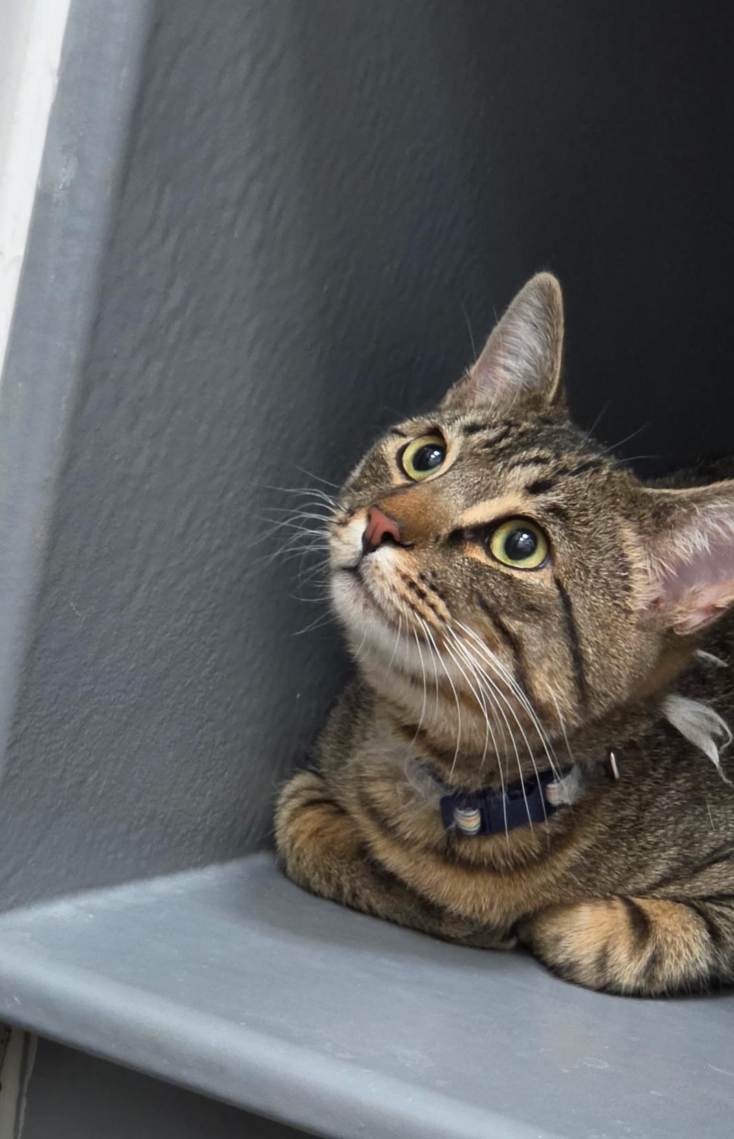 Enlarge Link, an adopted Domestic Short Hair in Pocatello, ID image 2/4