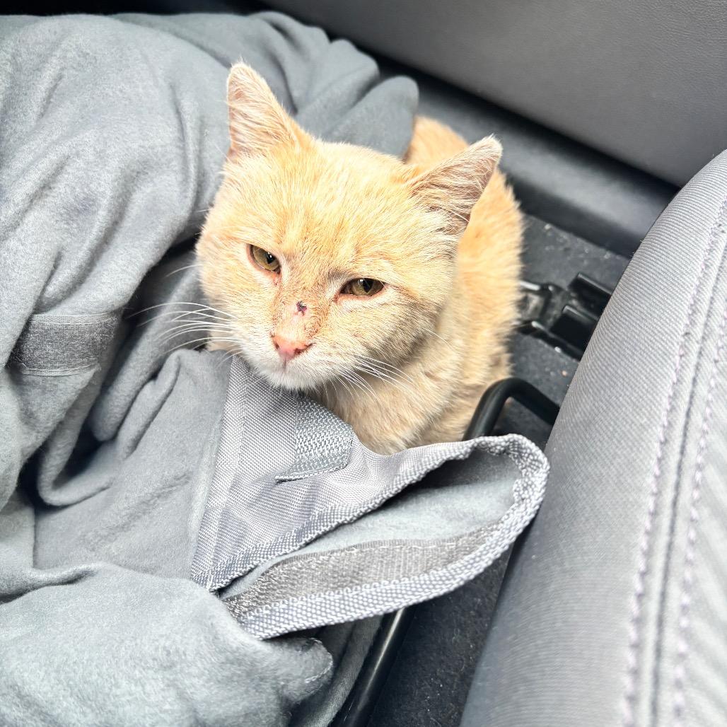 Enlarge FOUND CASEYS, a Adoptable Domestic Medium Hair in Rochester, MN image 1/2