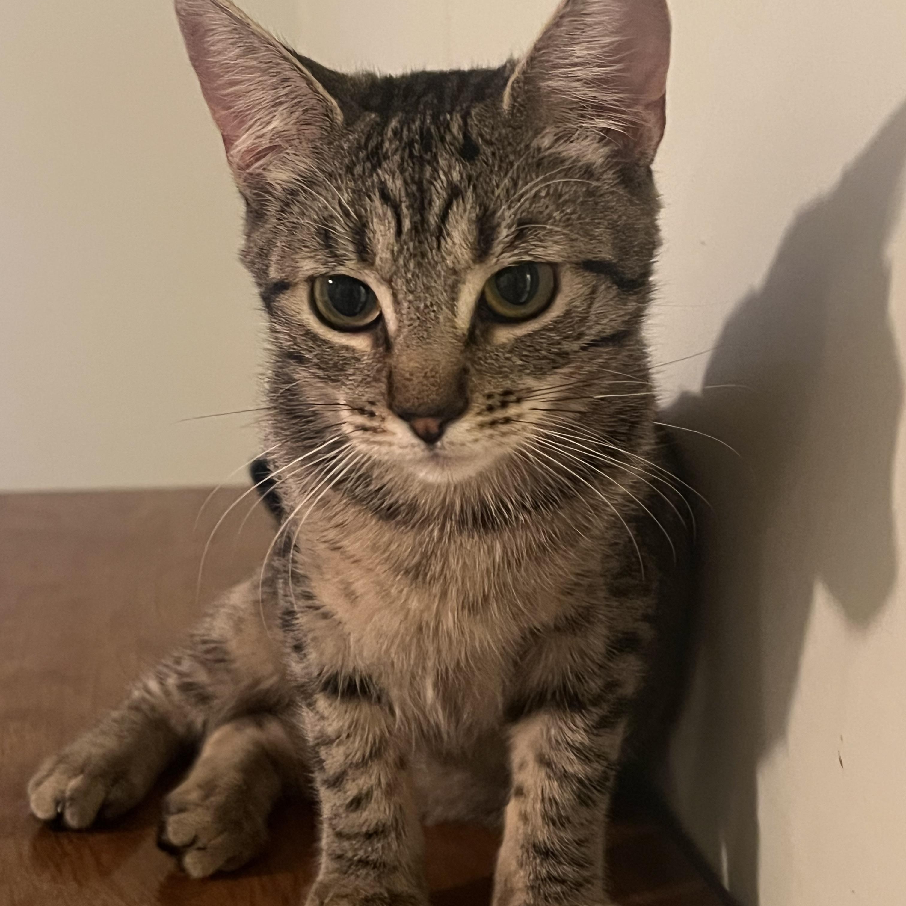 Enlarge Julietta, an adopted Tabby in Santa Monica, CA image 2/6