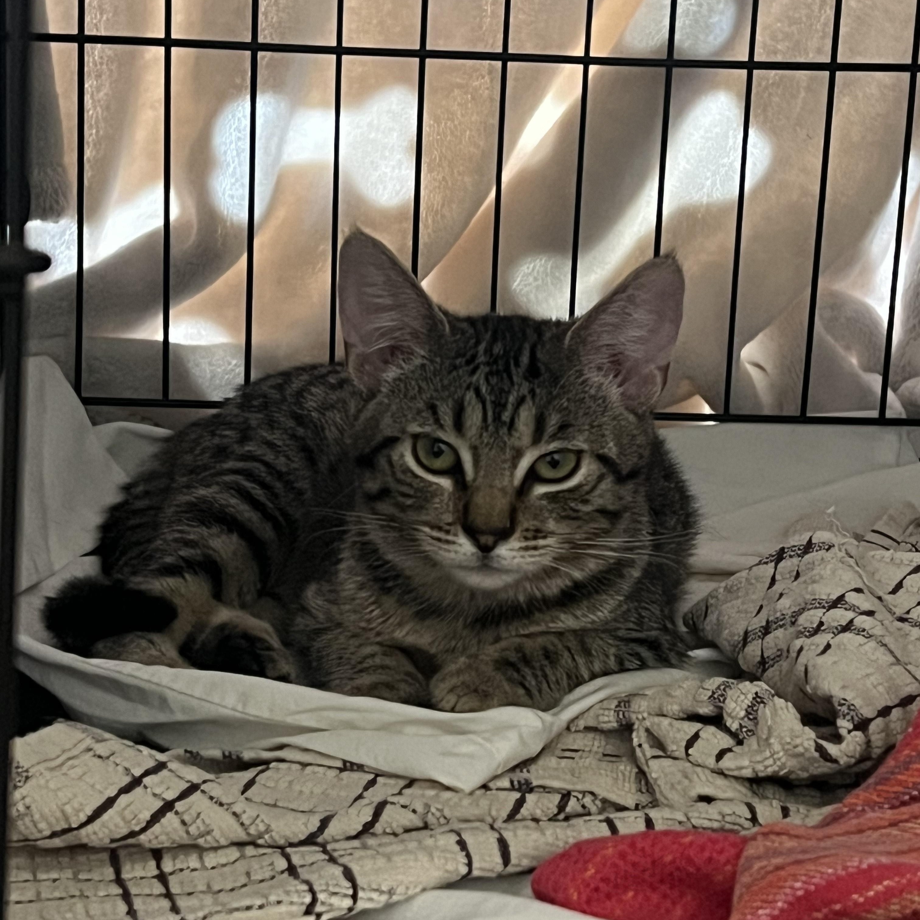 Enlarge Julietta, an adopted Tabby in Santa Monica, CA image 5/6