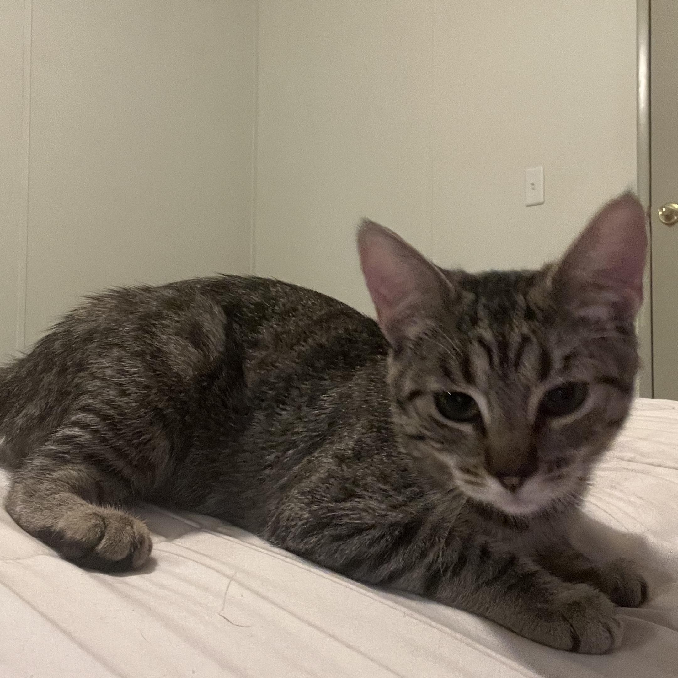 Enlarge Julietta, an adopted Tabby in Santa Monica, CA image 1/6